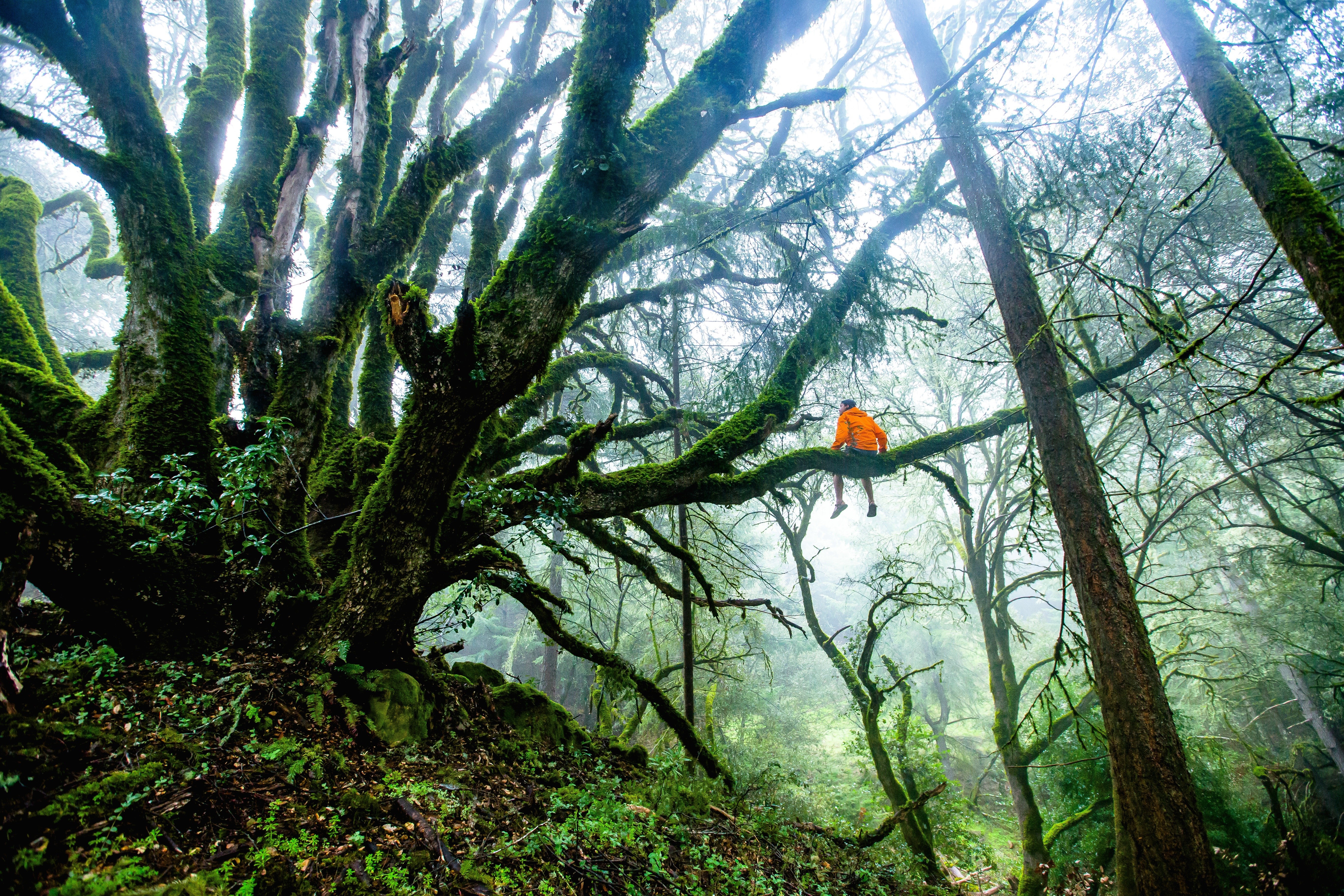 Person in orange jacket sitting on mossy tree branch in forest HD Wallpaper