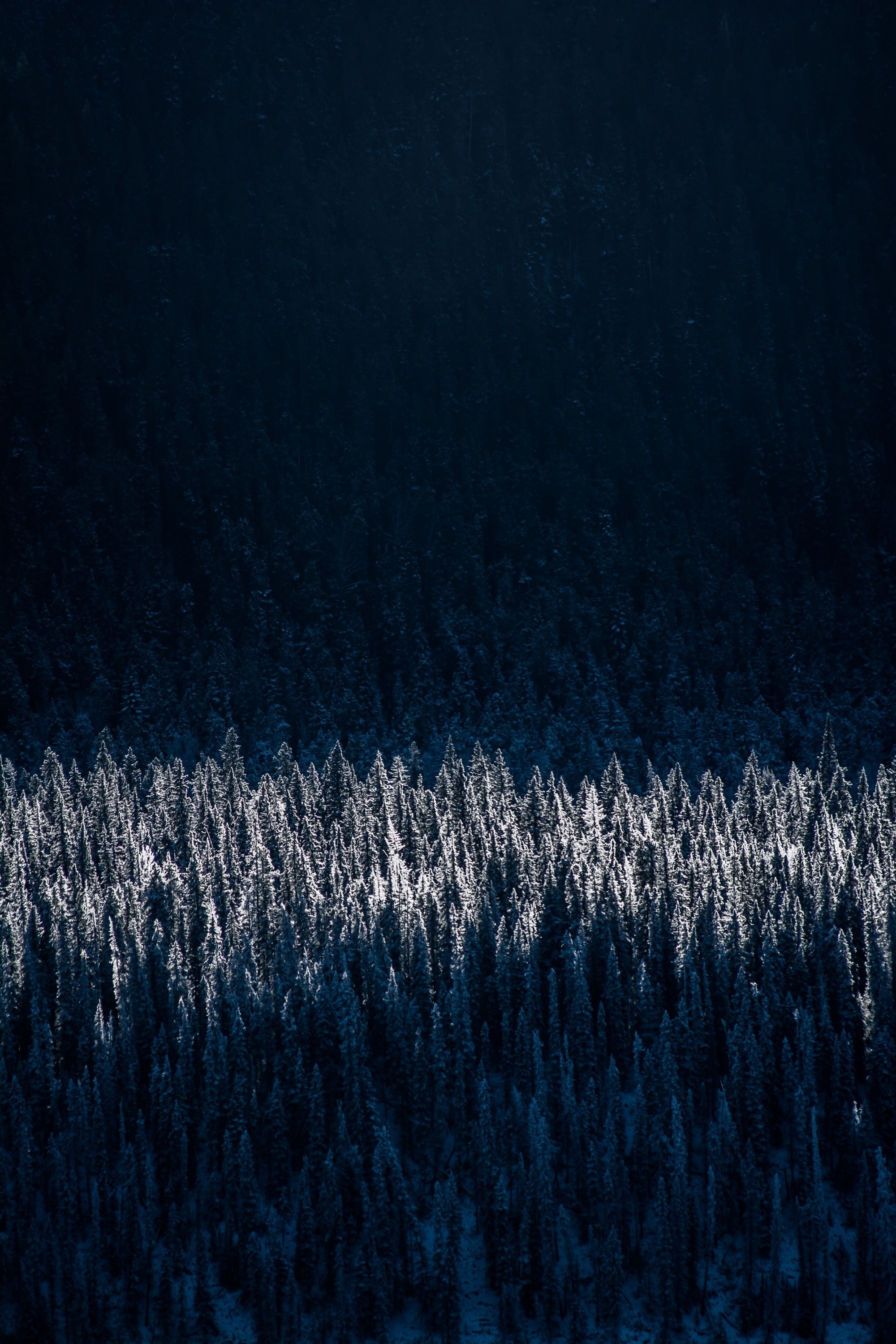 Snow-covered trees illuminated by sunlight HD Wallpaper