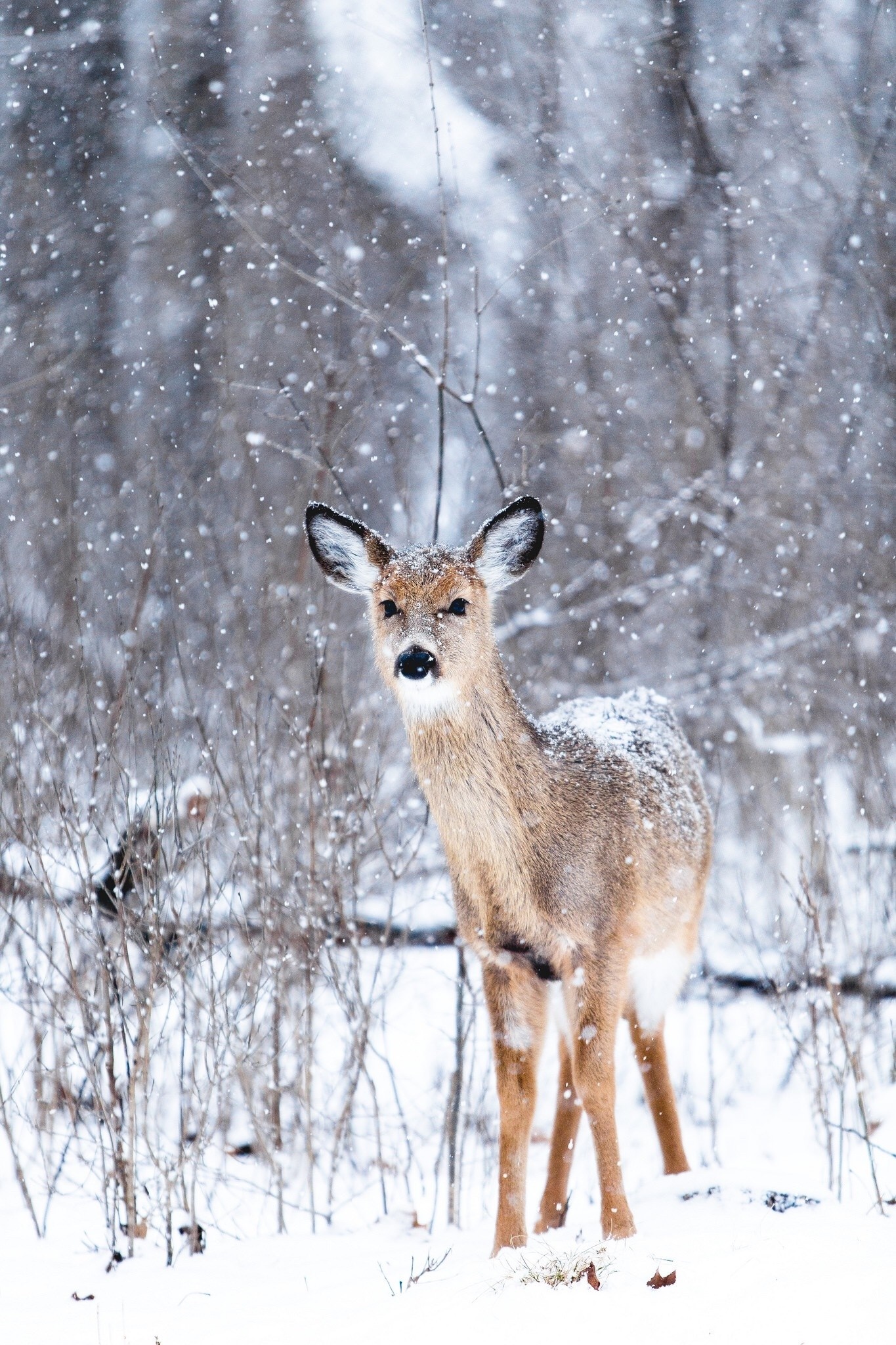 Deer in a snowy forest during snowfall HD Wallpaper