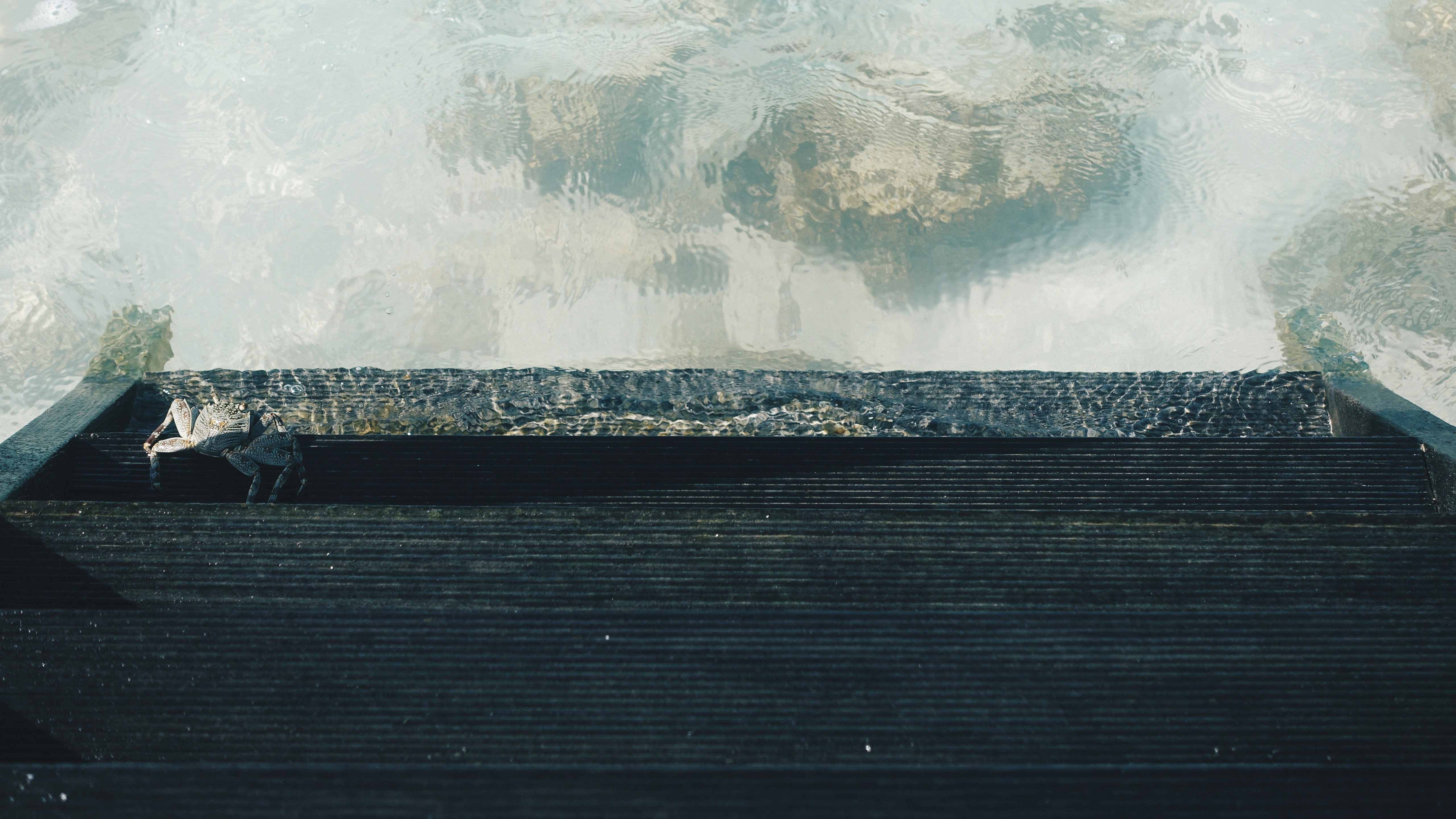 Crab on wooden steps by the sea HD Wallpaper