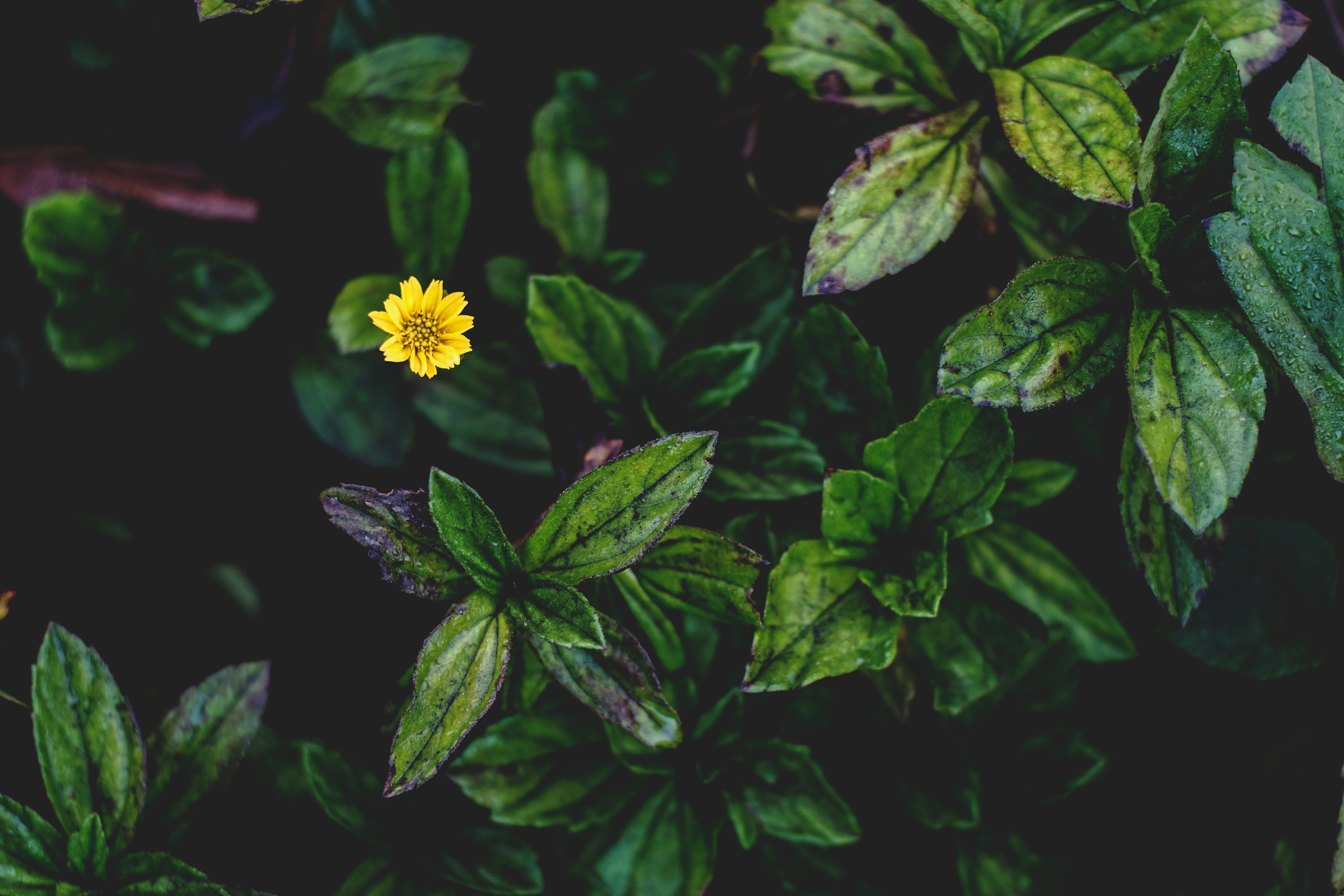Yellow flower among green leaves with water droplets HD Wallpaper