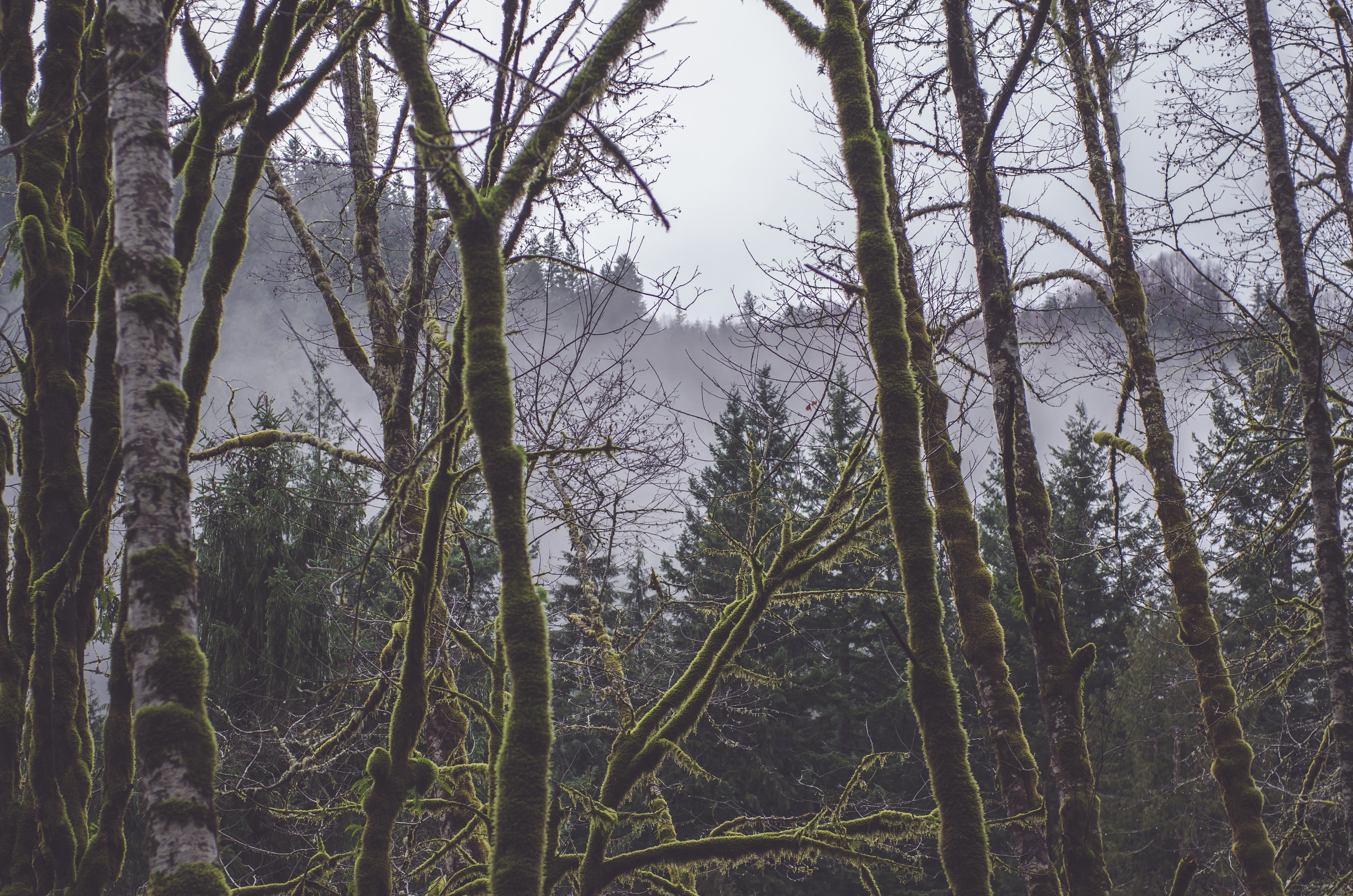 Moss-covered trees in a misty forest HD Wallpaper