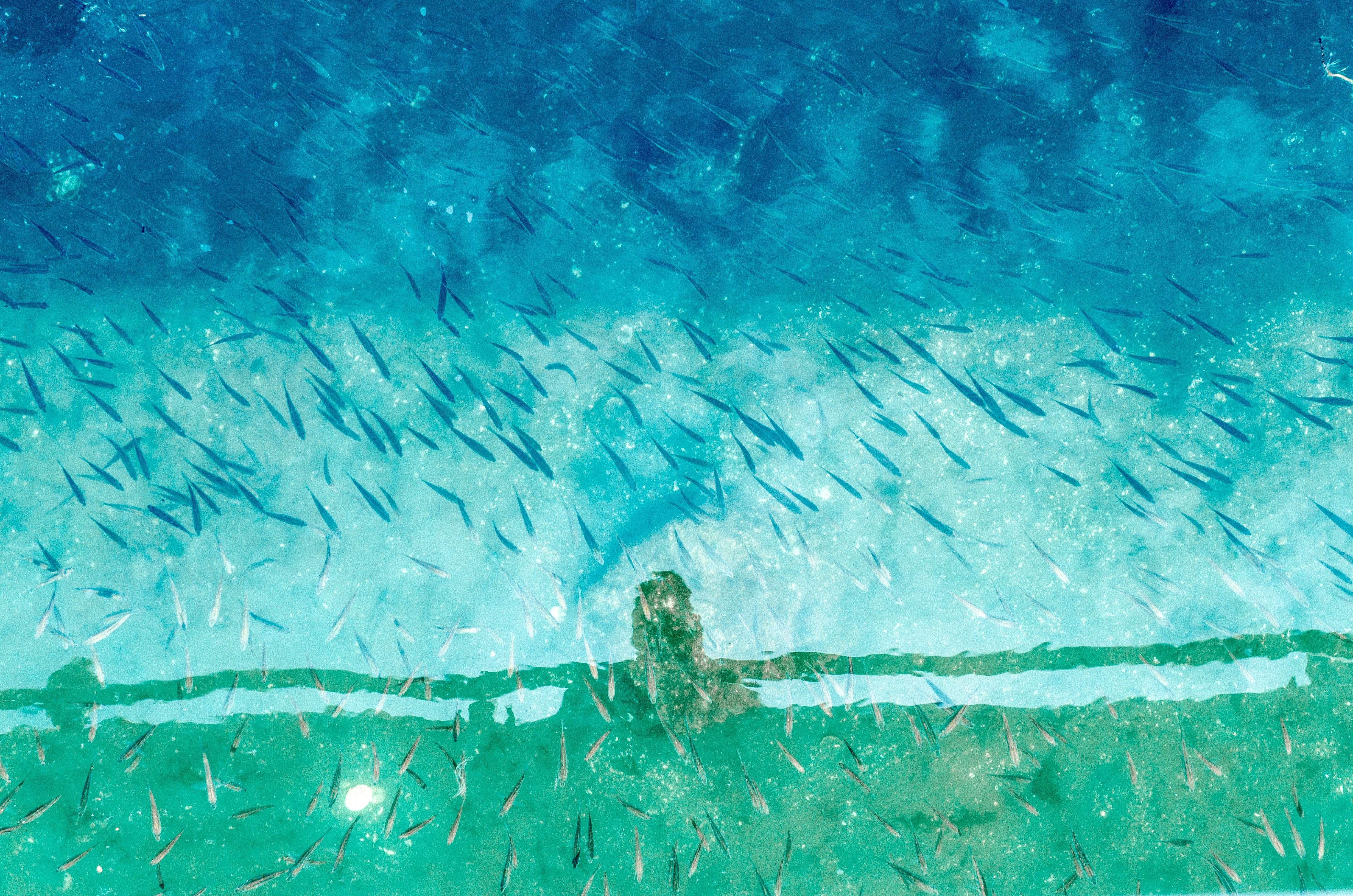 School of fish swimming in clear blue and green water HD Wallpaper