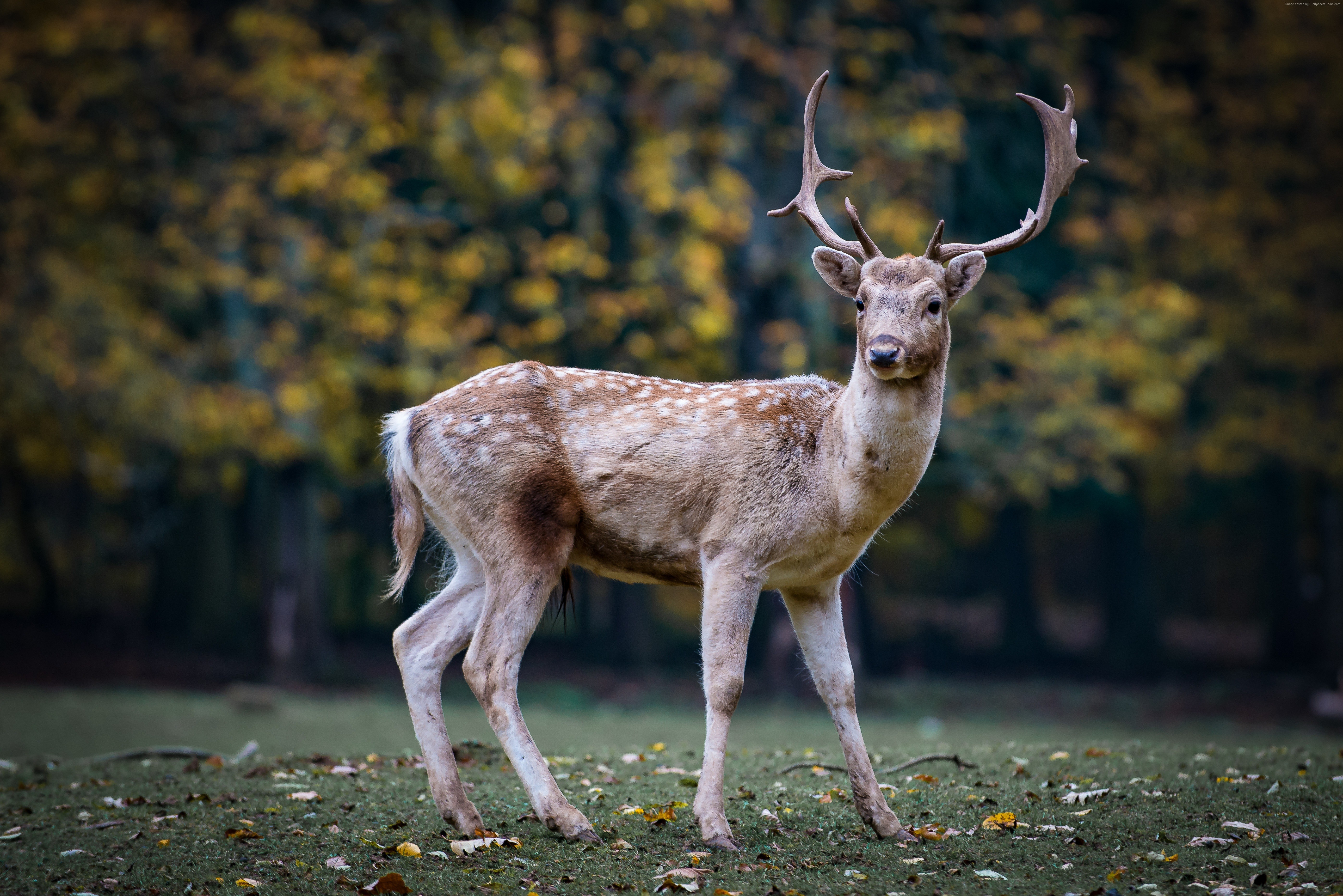 cute animals, deer, 5k HD Wallpaper