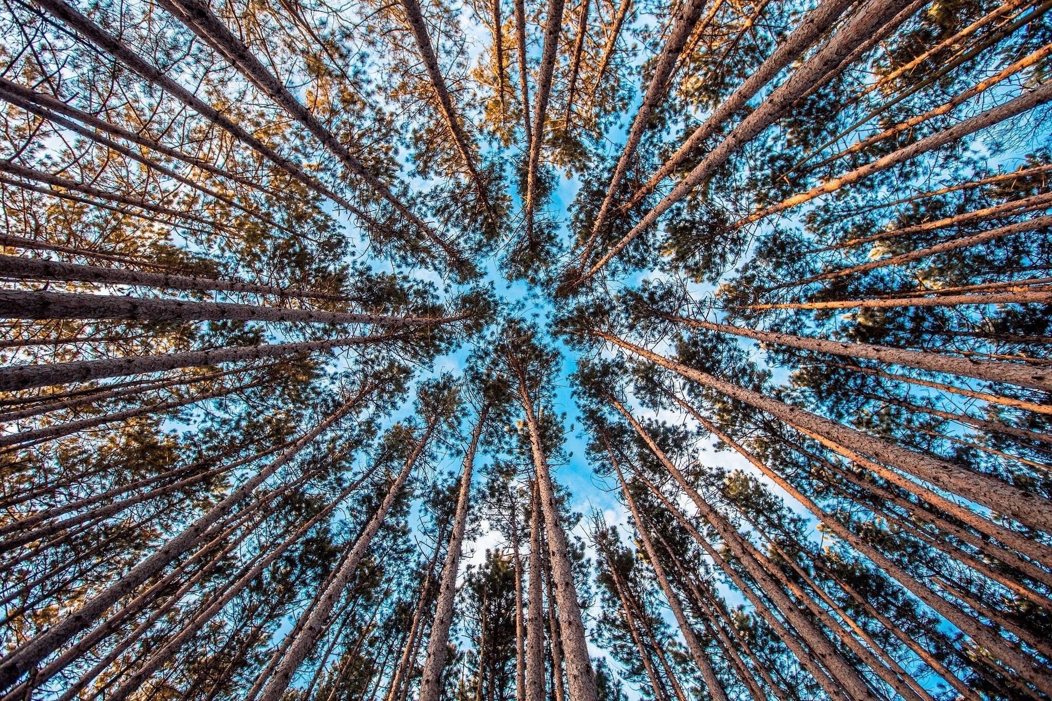 Looking up through tall pine trees towards the sky HD Wallpaper