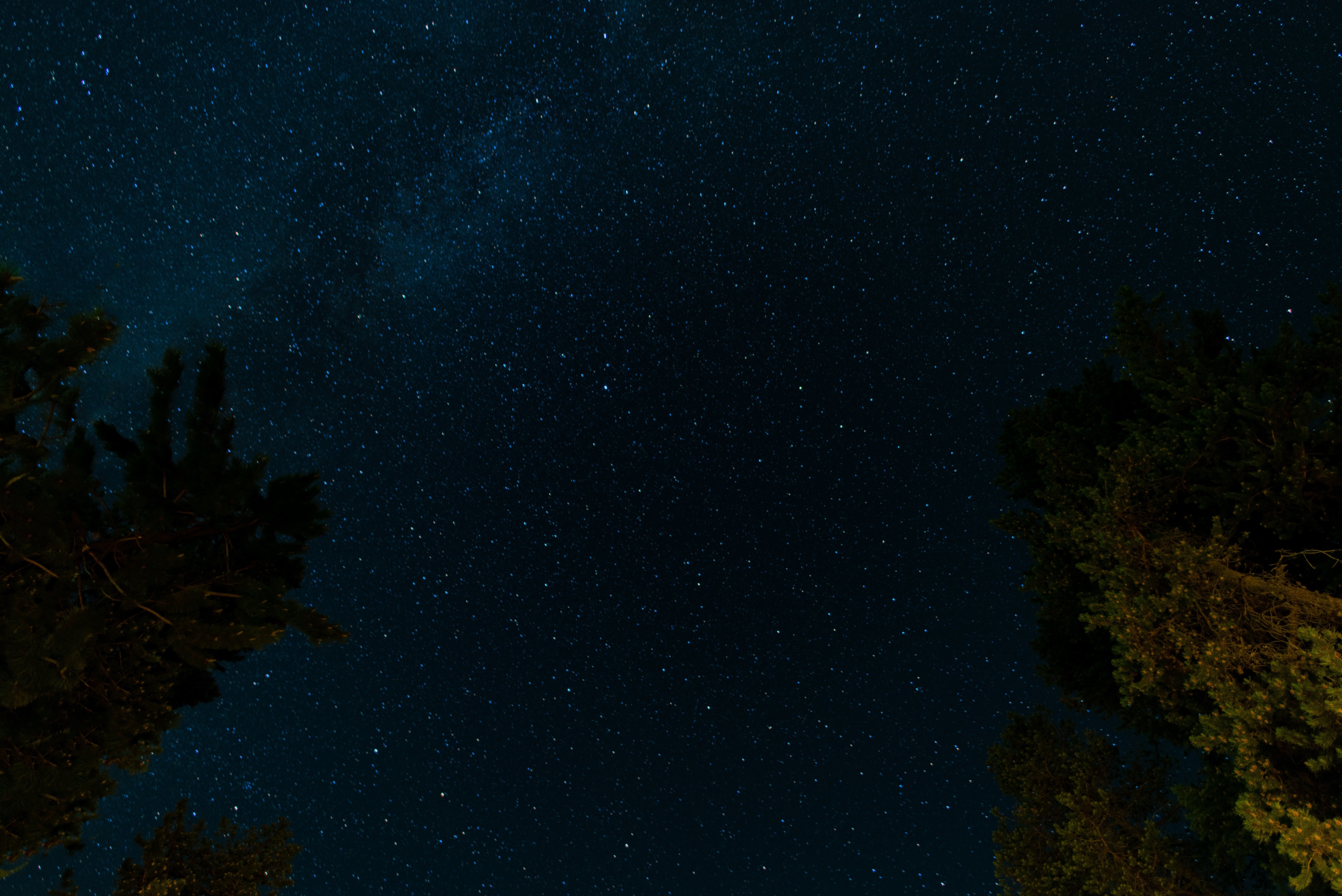 Trees silhouetted against a starry night sky HD Wallpaper