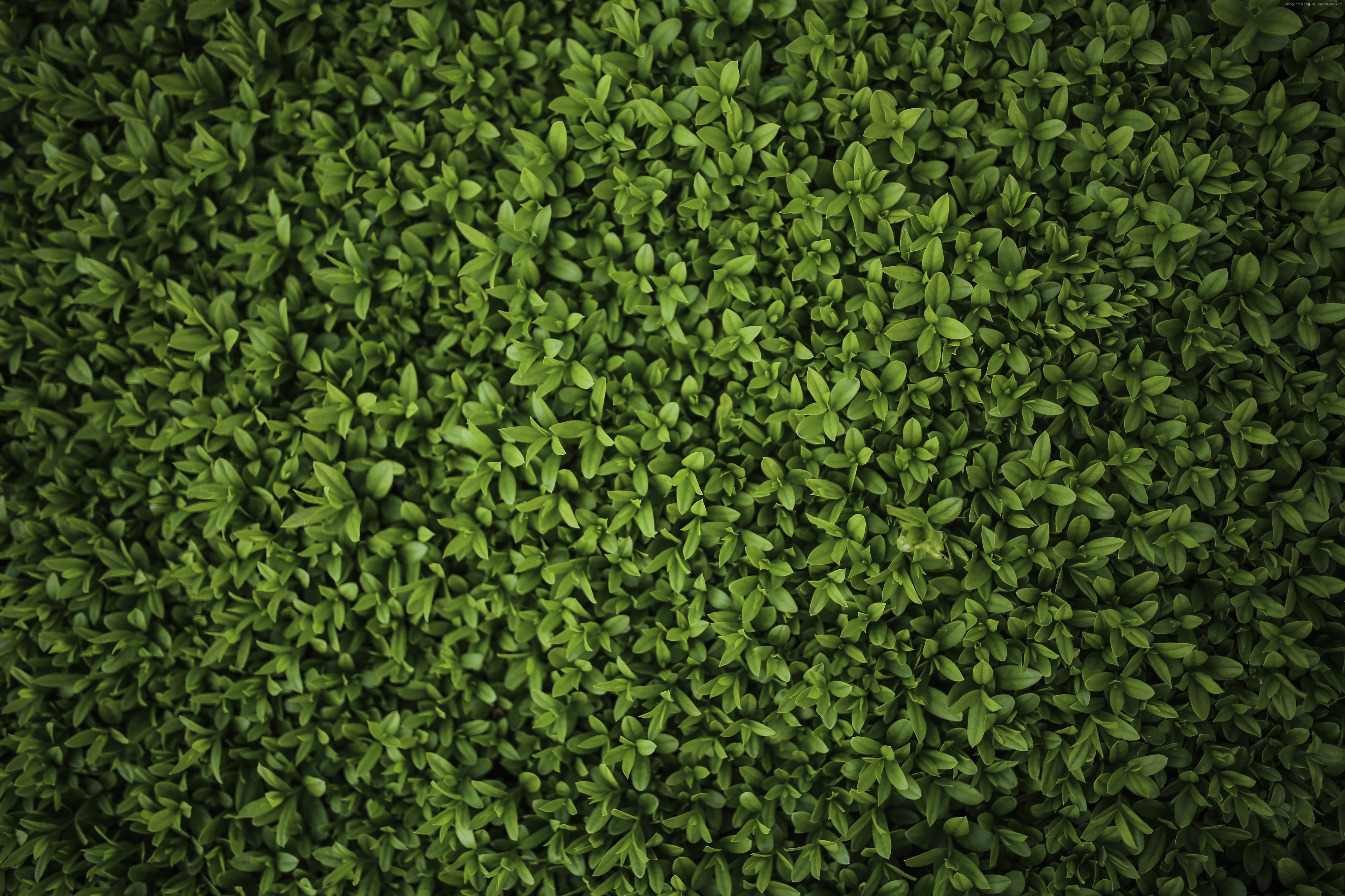 Green leaves texture 4K HD Wallpaper