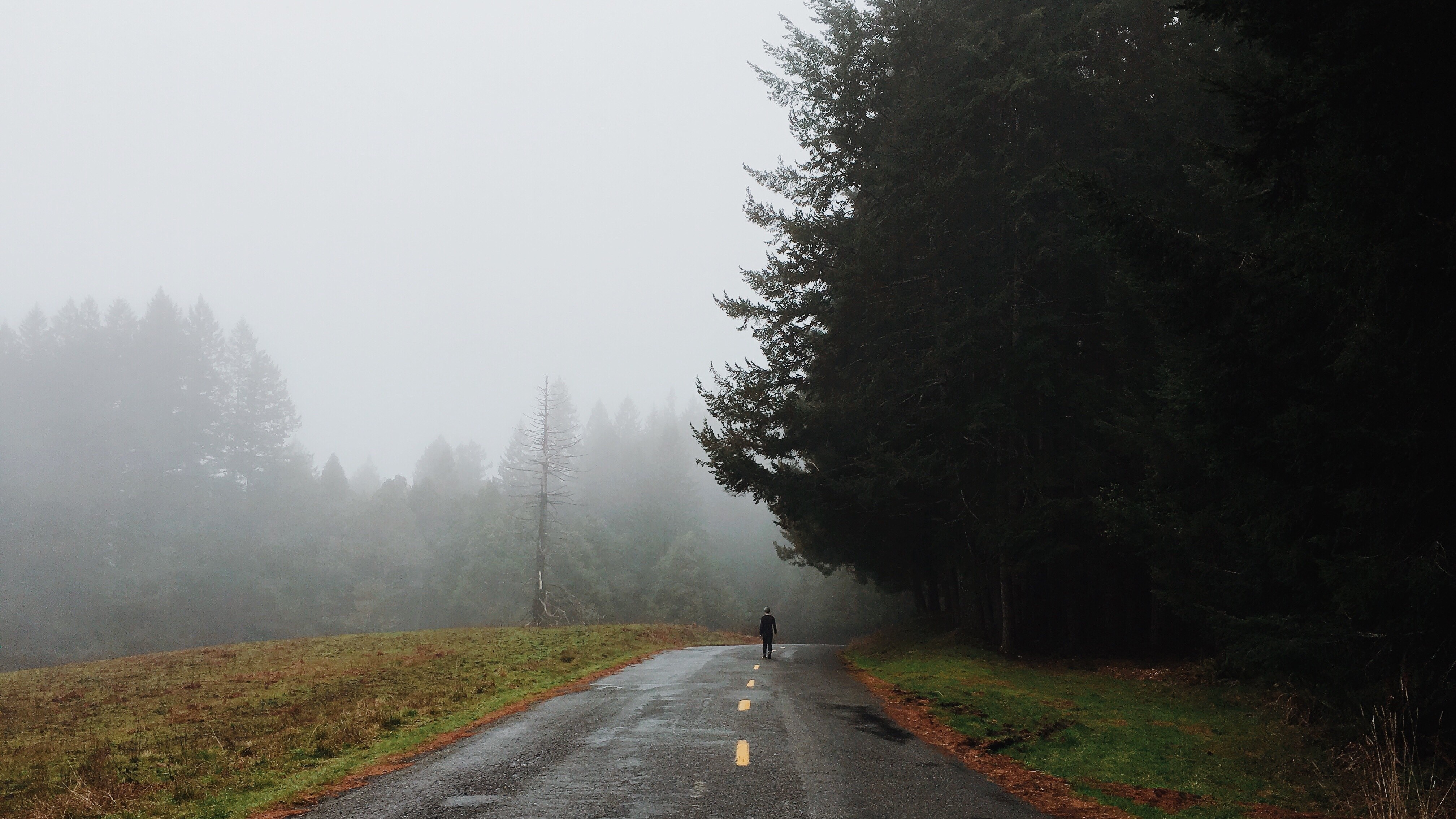 Person walking on a foggy road through a forest HD Wallpaper