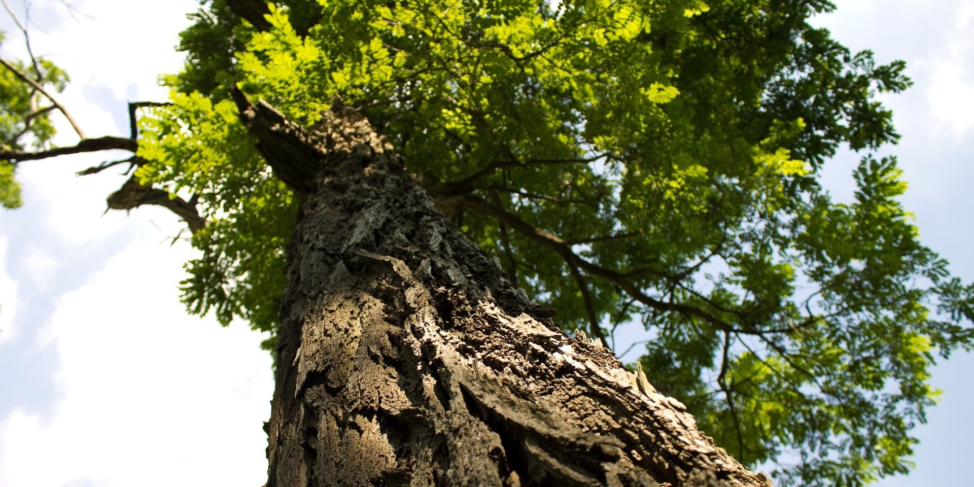 Looking up at a large tree with green leaves HD Wallpaper
