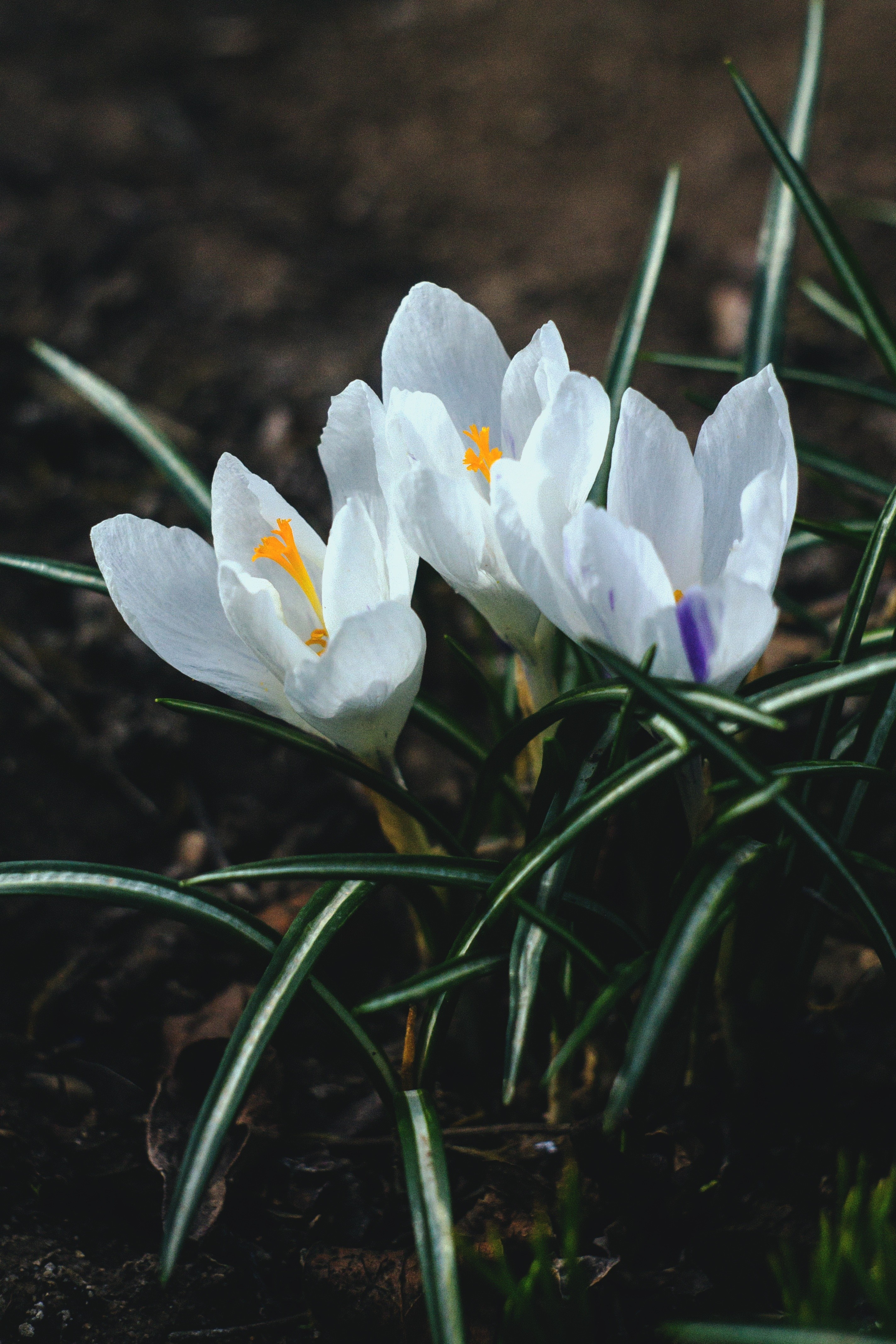 White Crocus Flowers with Green Leaves HD Wallpaper