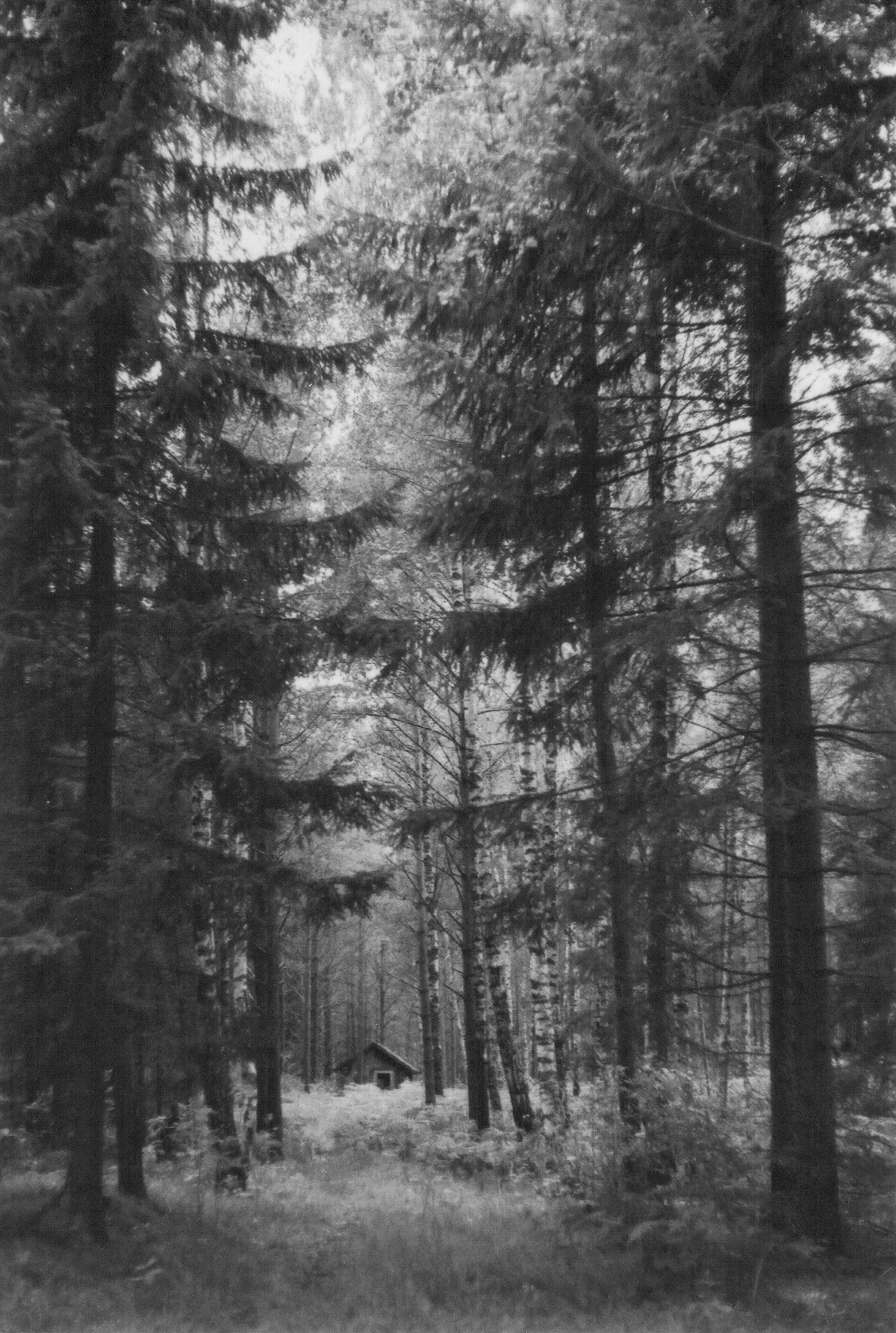 Small cabin in a dense forest with tall trees HD Wallpaper