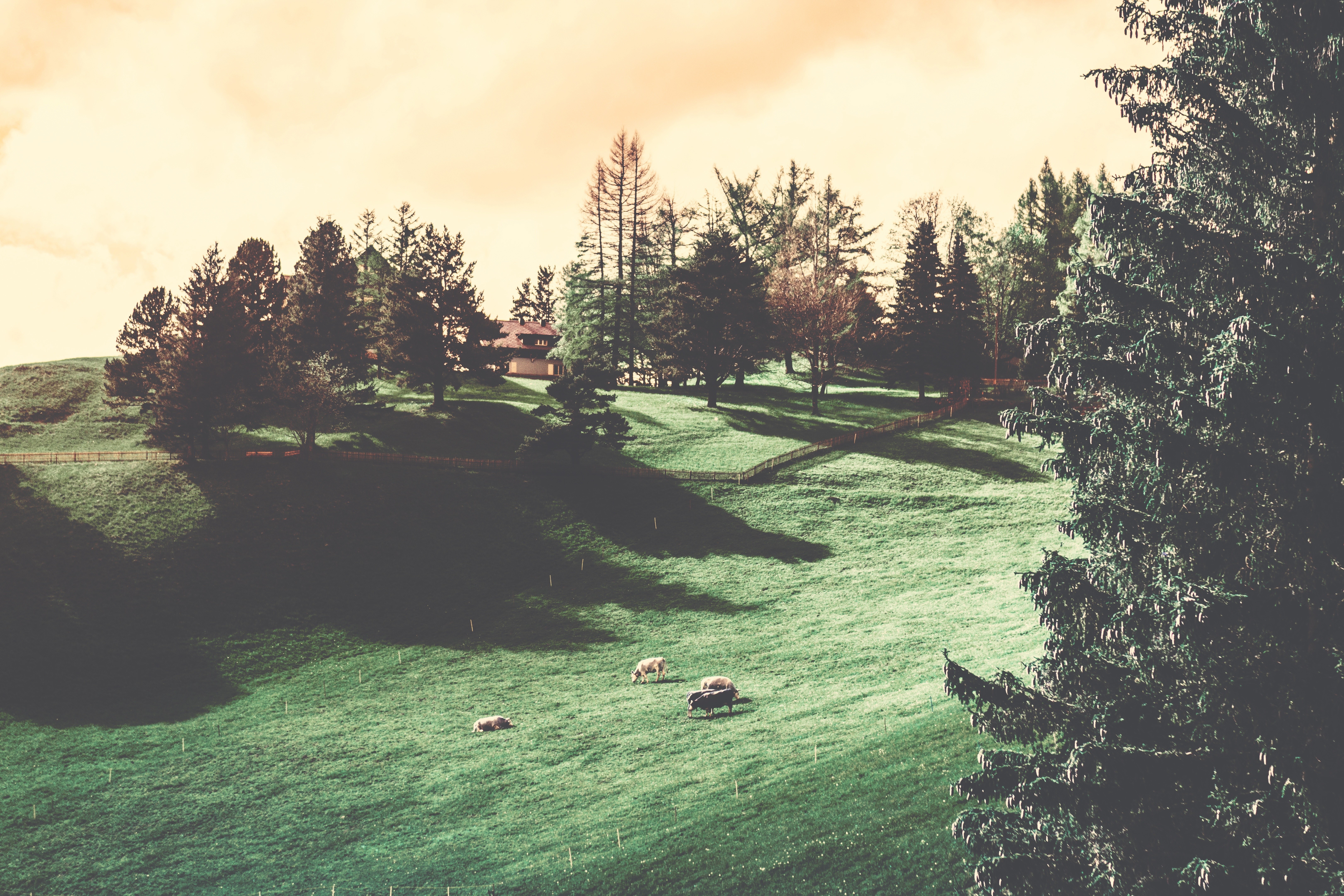 Cows grazing on a grassy hillside with trees and a house HD Wallpaper