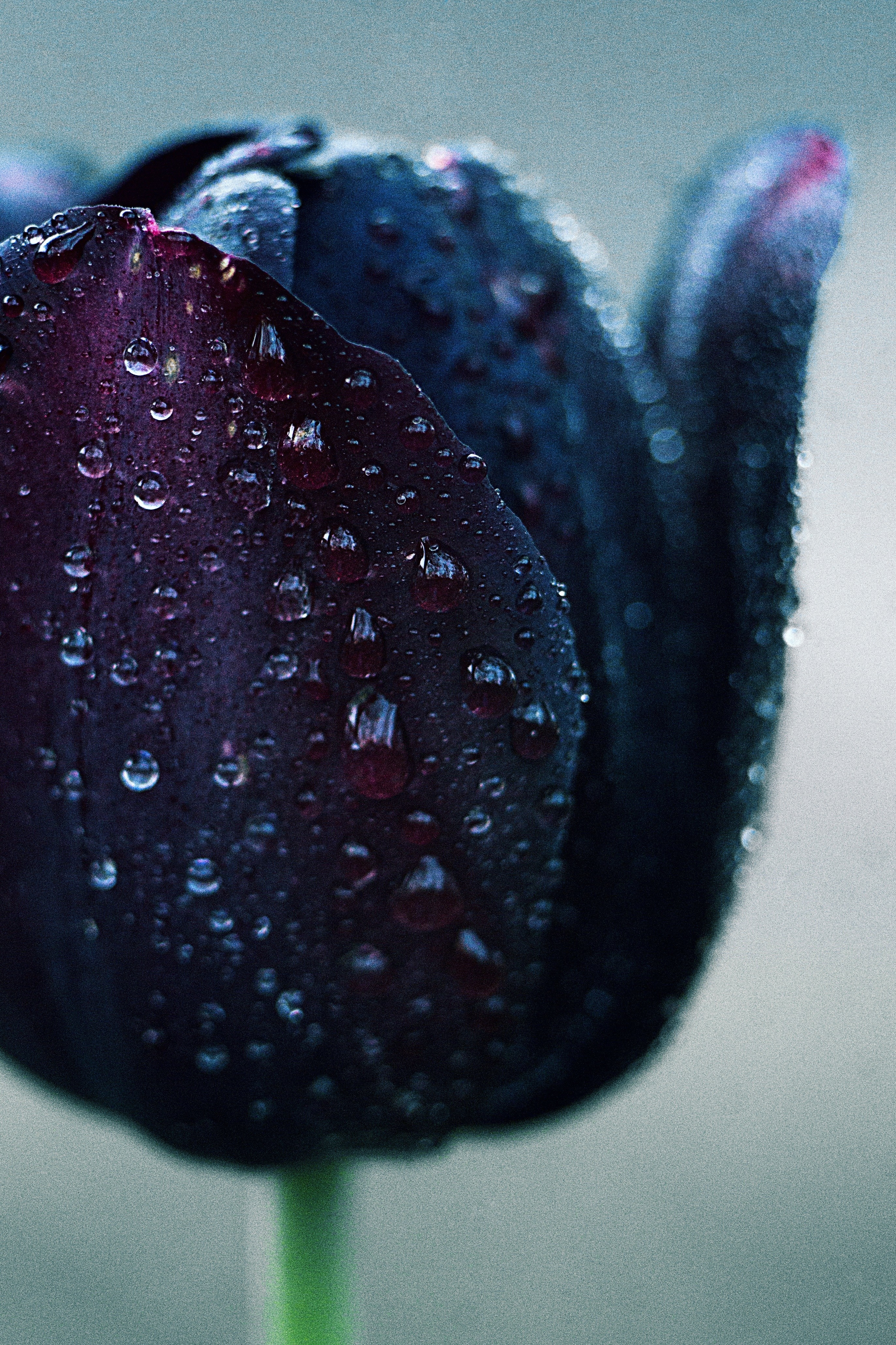 Close up of a dark purple tulip with water droplets HD Wallpaper