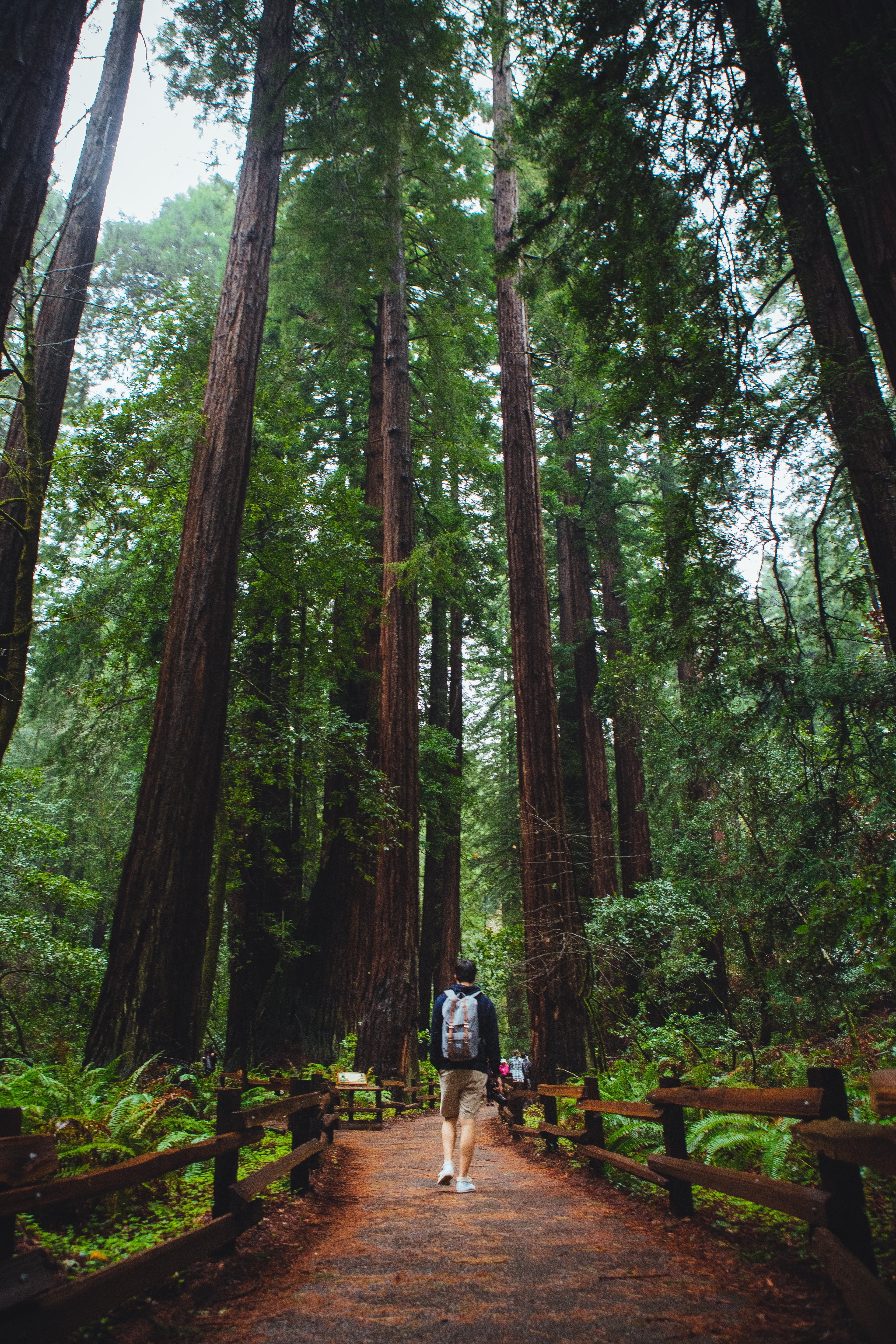Man with backpack walks on path in redwood forest HD Wallpaper