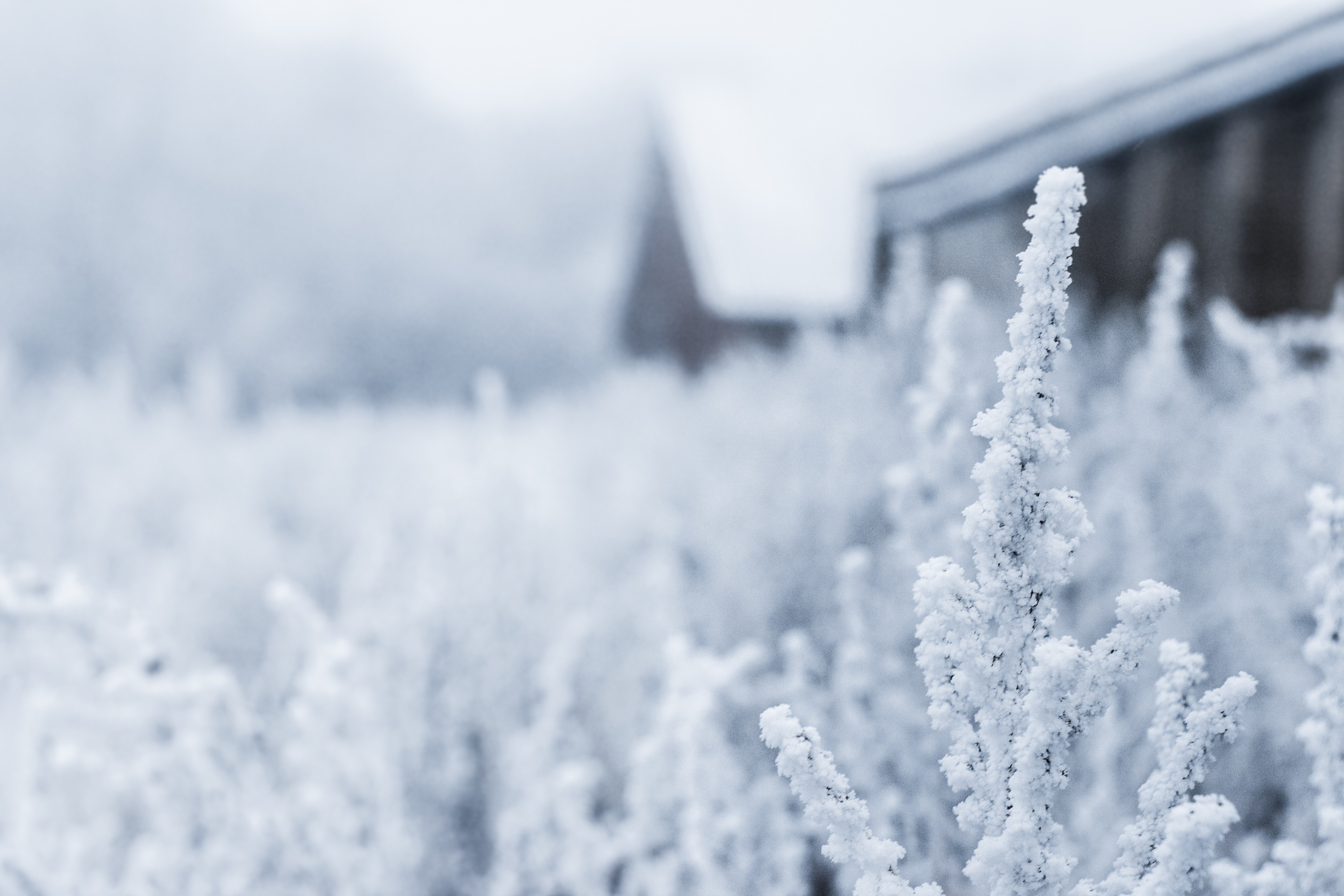 Frost-covered plants in a winter landscape with a building HD Wallpaper