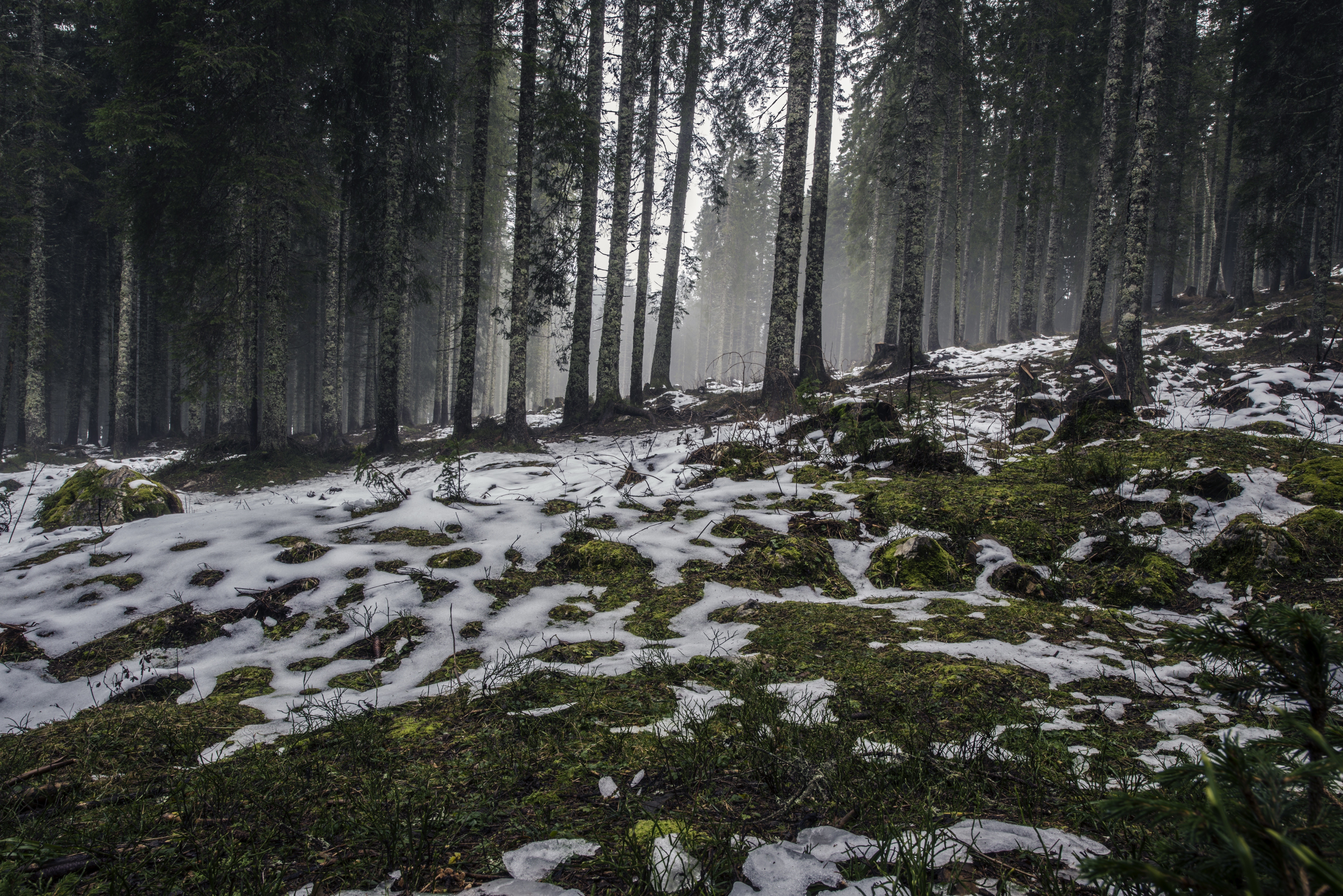 Snowy forest floor with moss and trees HD Wallpaper