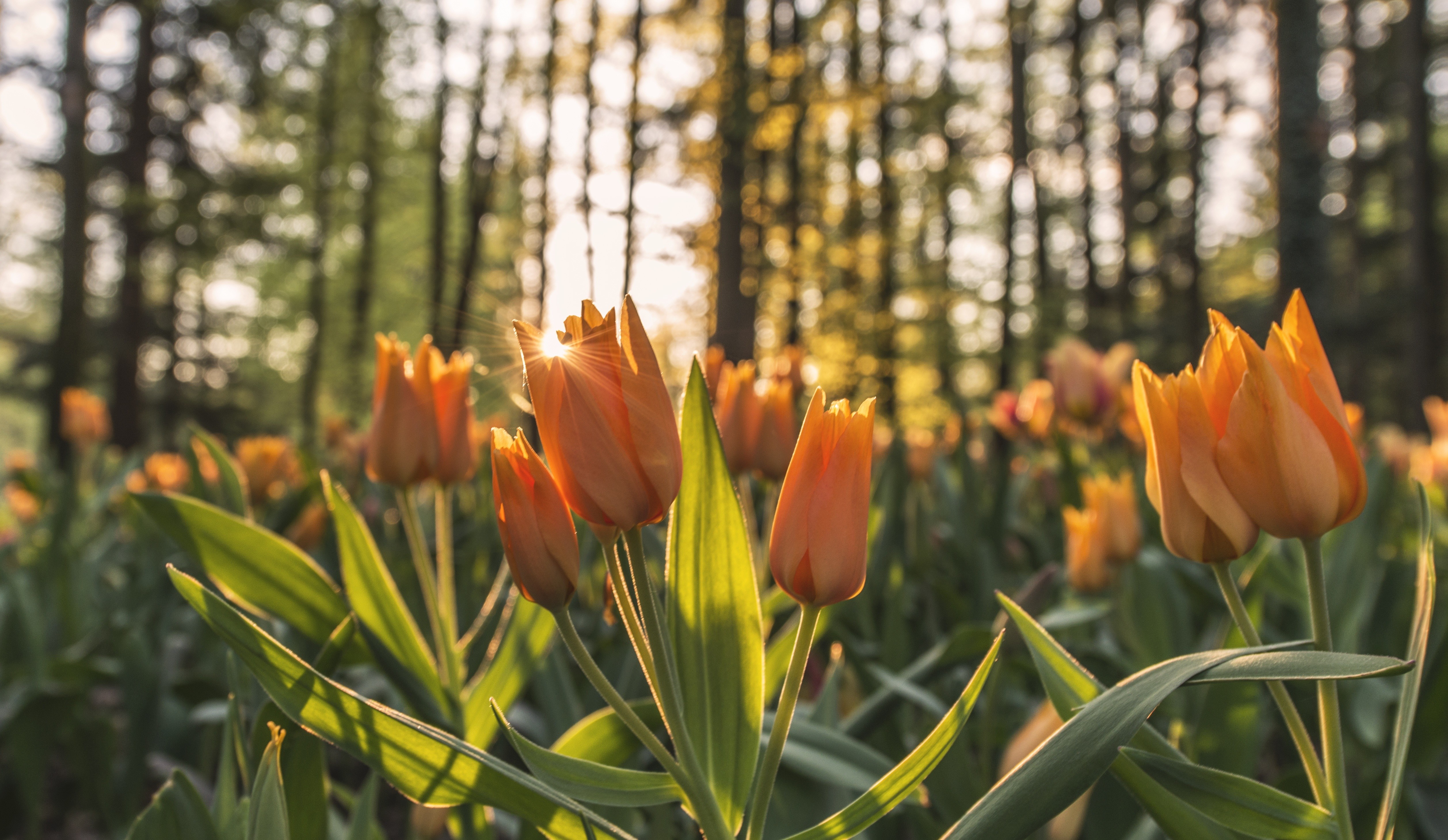 Orange tulips in a forest at sunset HD Wallpaper