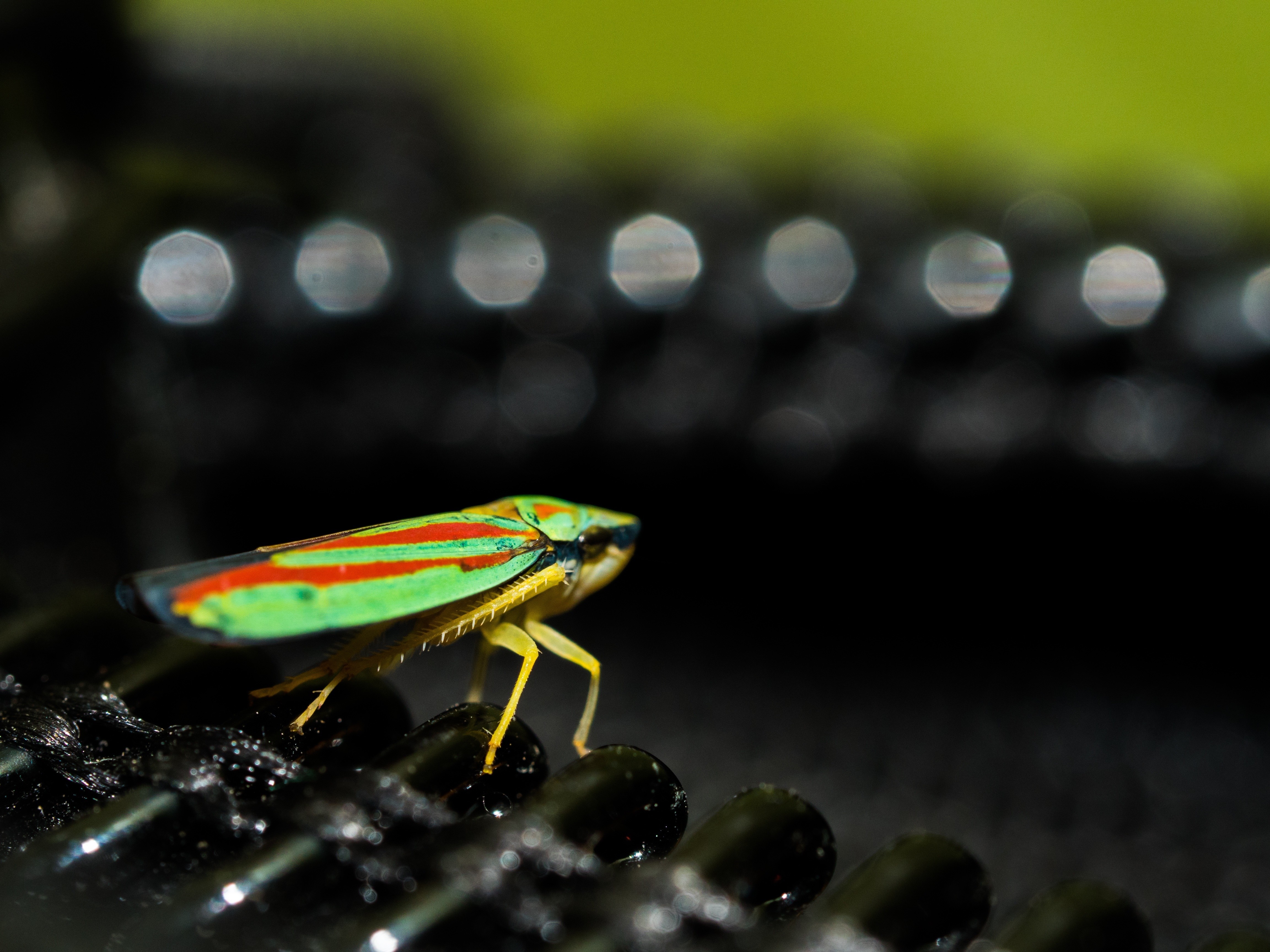 Close-up macro photography of a colorful leafhopper insect HD Wallpaper