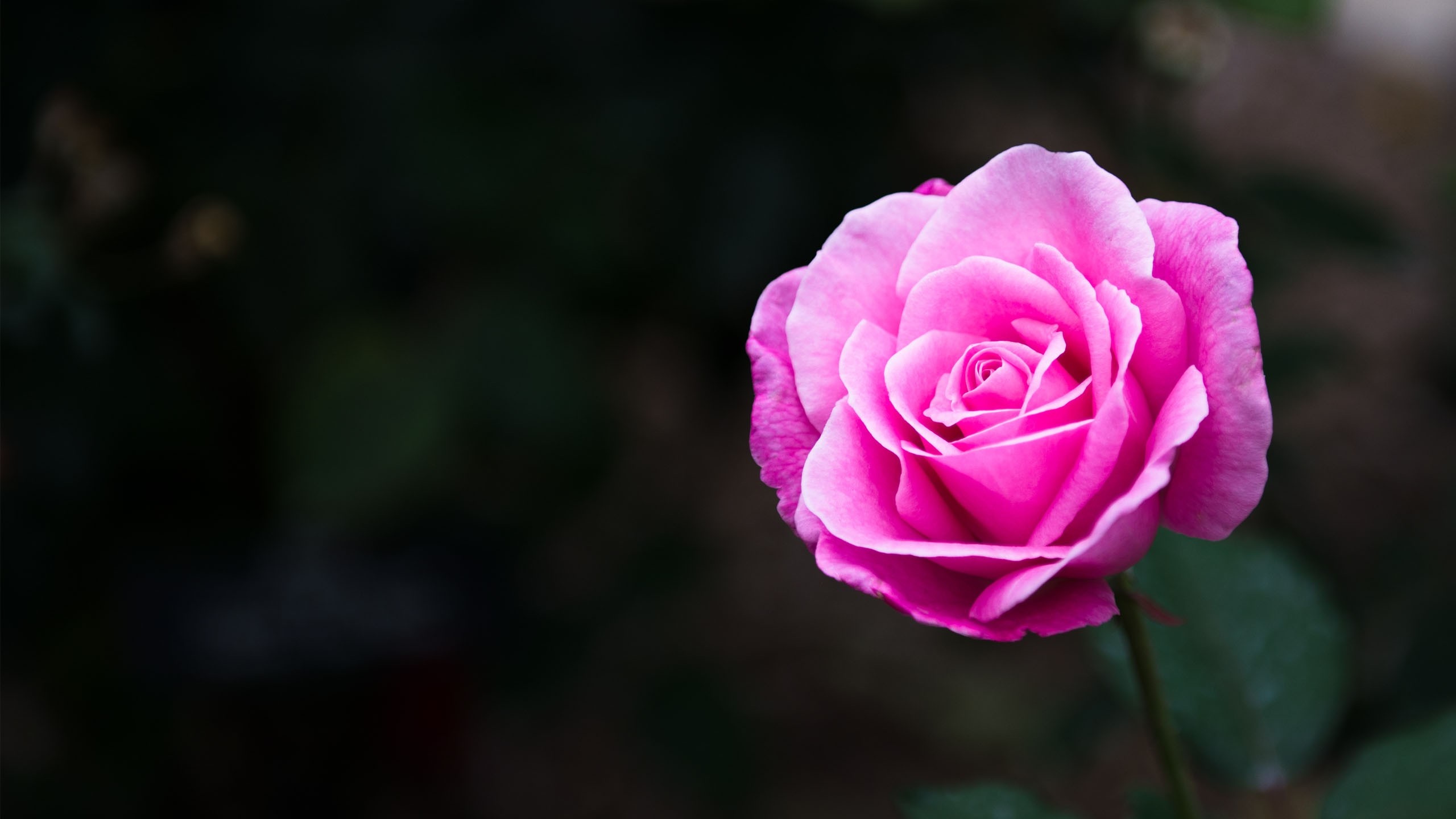 Close up of a pink rose held by a hand HD Wallpaper