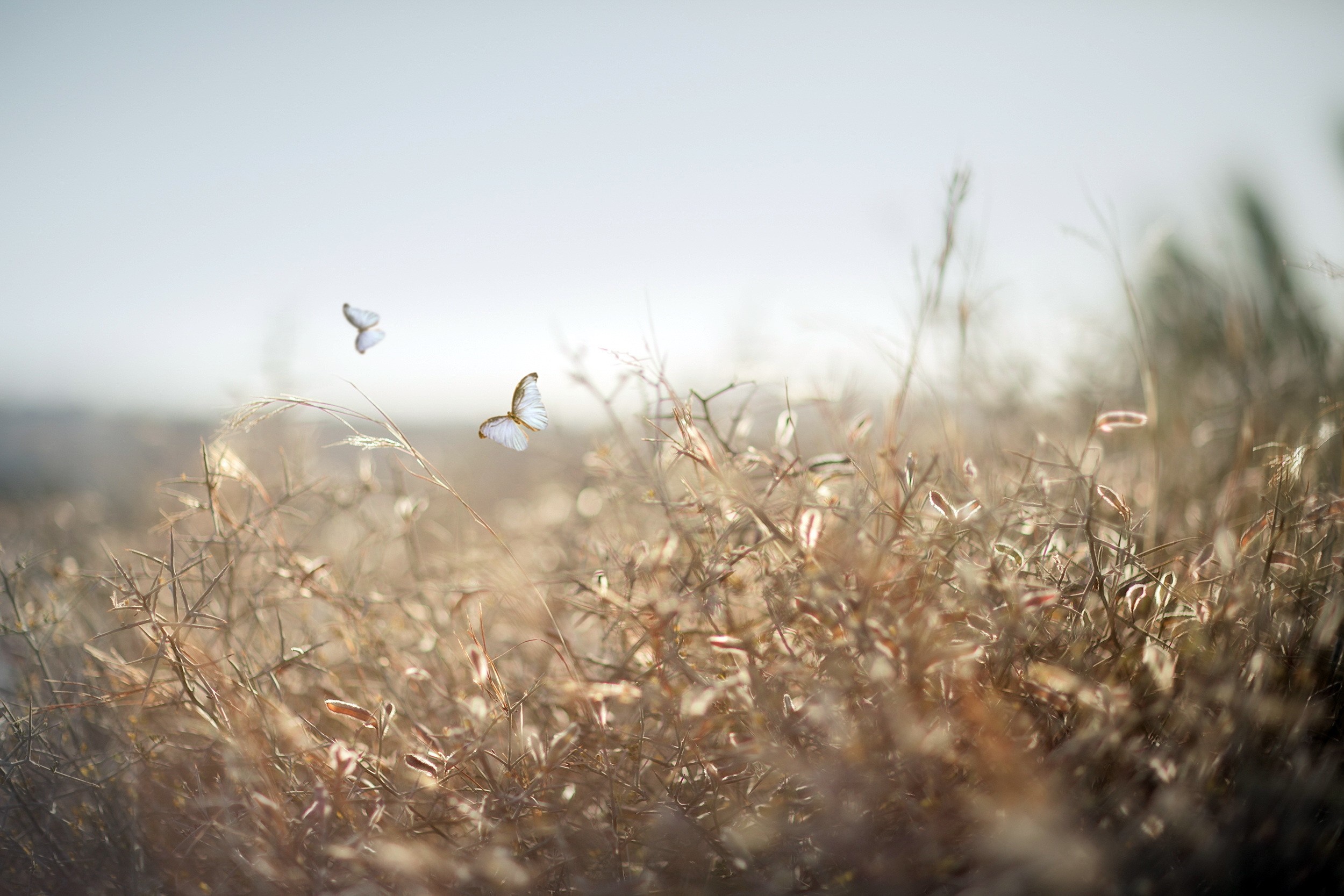 Two butterflies flying over dry grass in soft sunlight HD Wallpaper