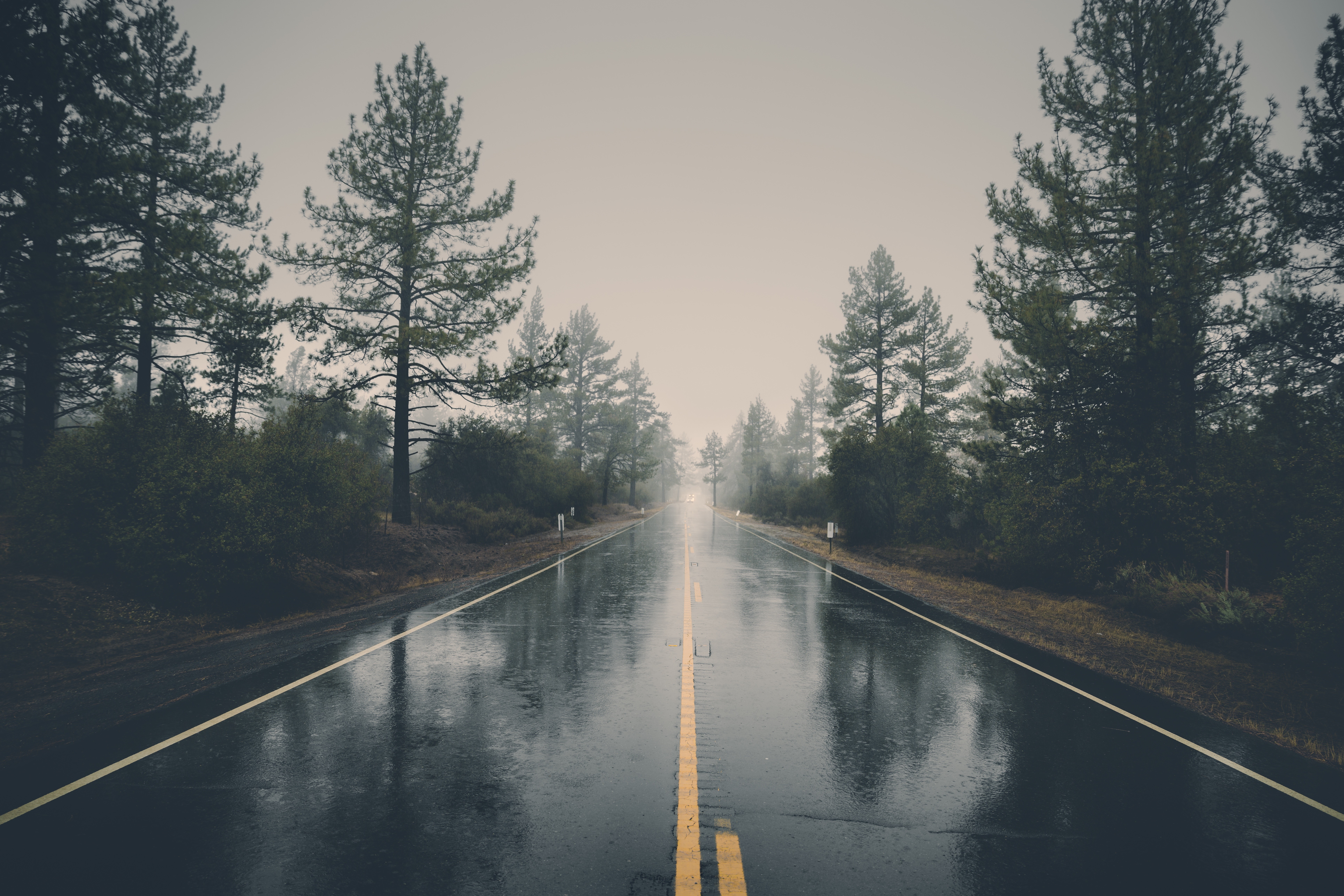 Wet road through a misty forest HD Wallpaper