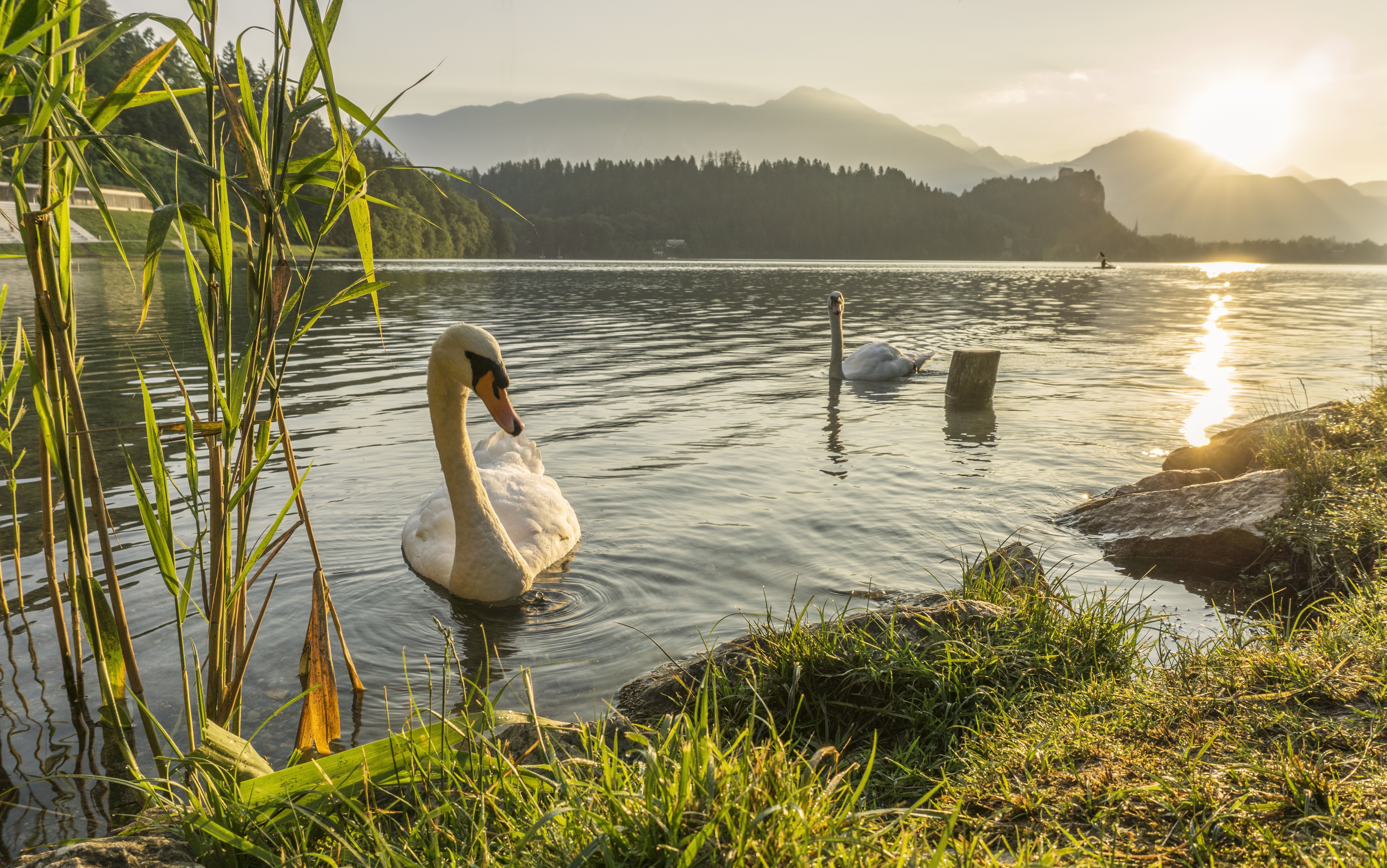 Two swans on a lake at sunrise with mountains in the background HD Wallpaper