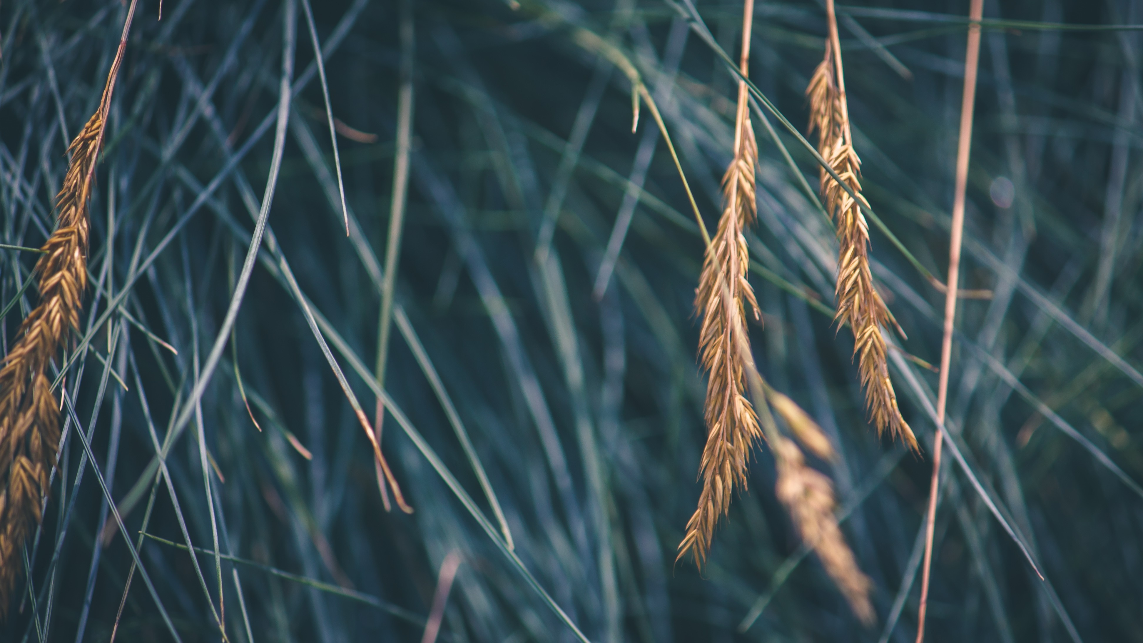 Close up of dry grass seed heads and green blades HD Wallpaper