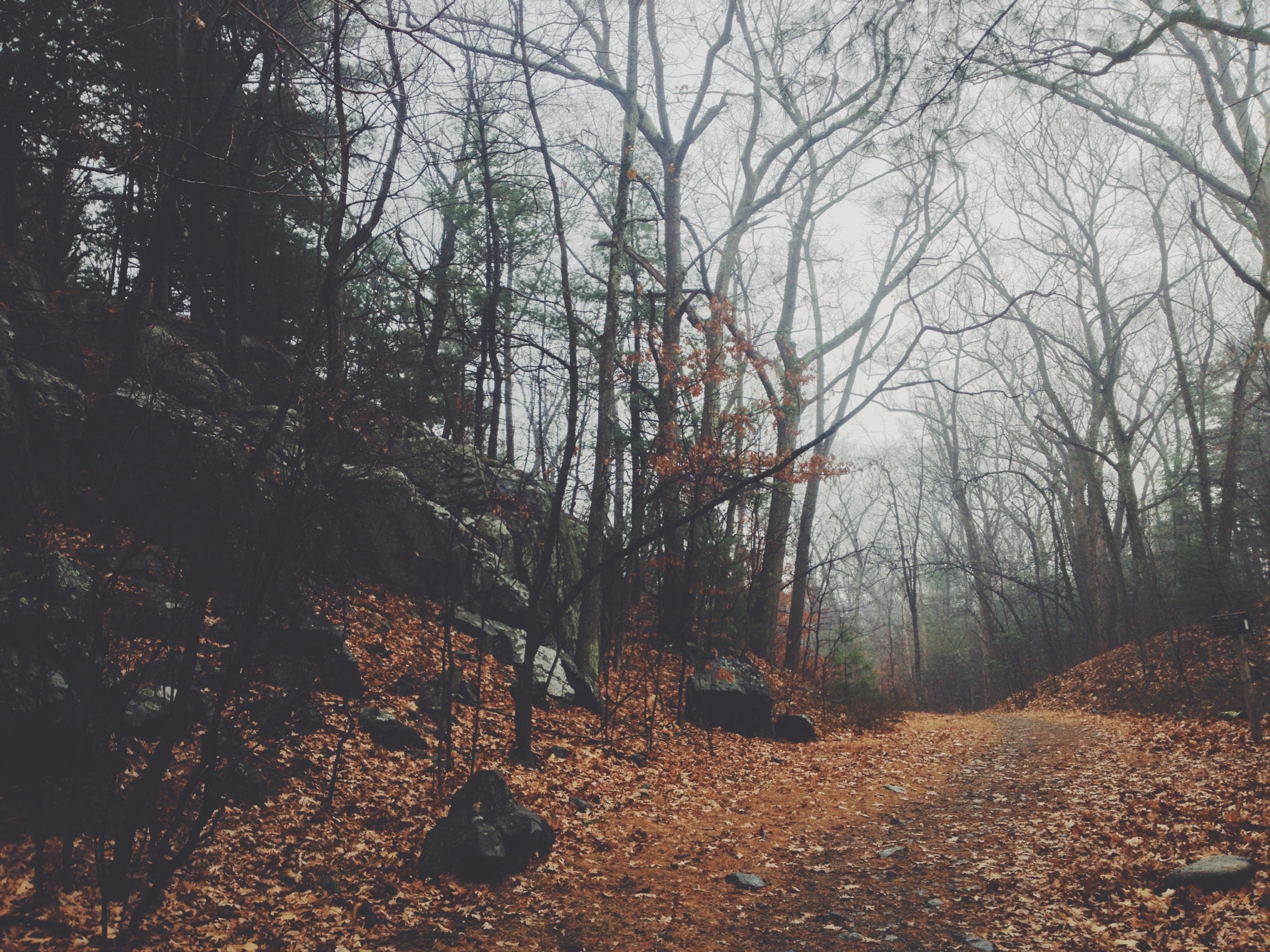 A foggy forest path covered in autumn leaves HD Wallpaper