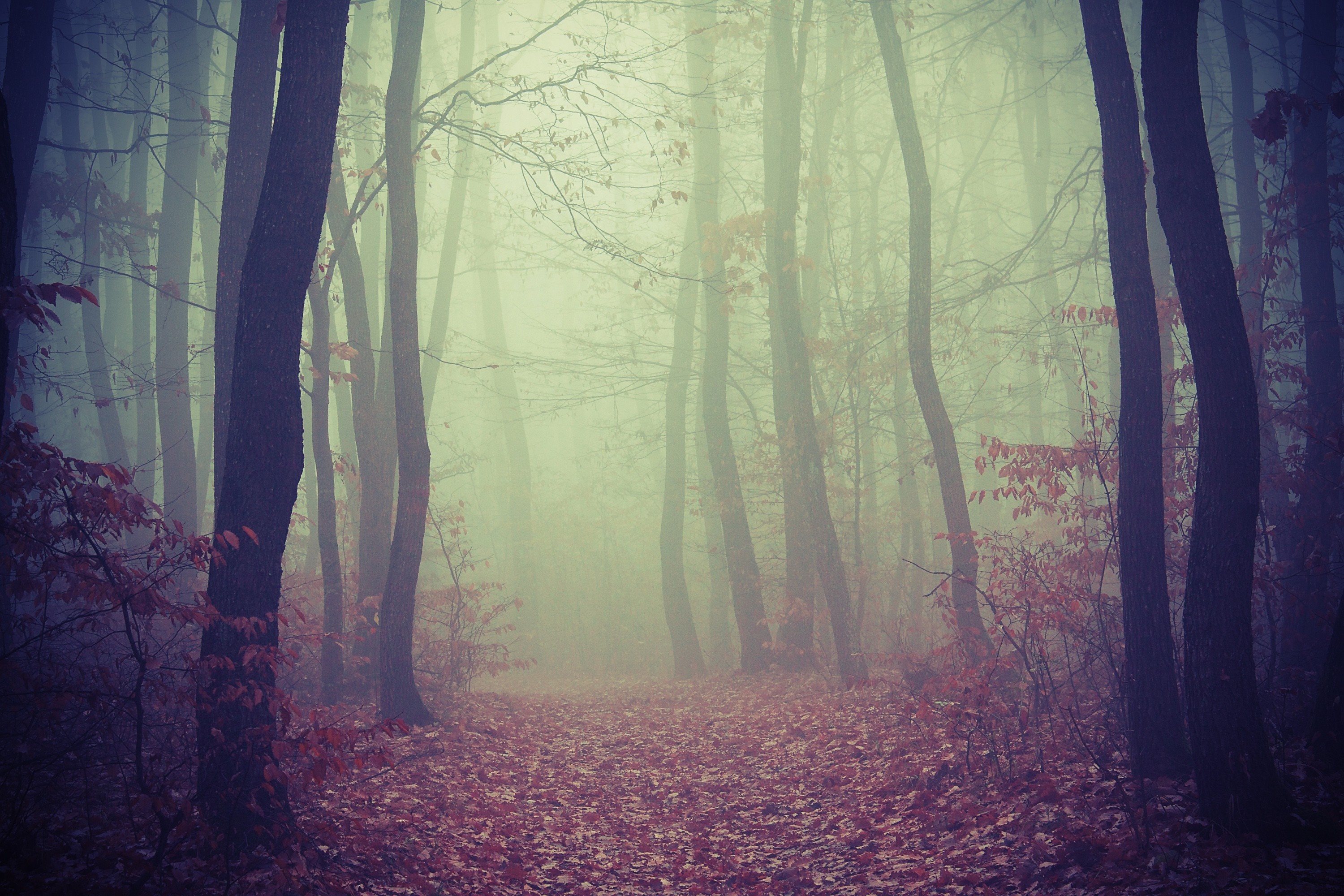 Misty forest path with fallen autumn leaves HD Wallpaper