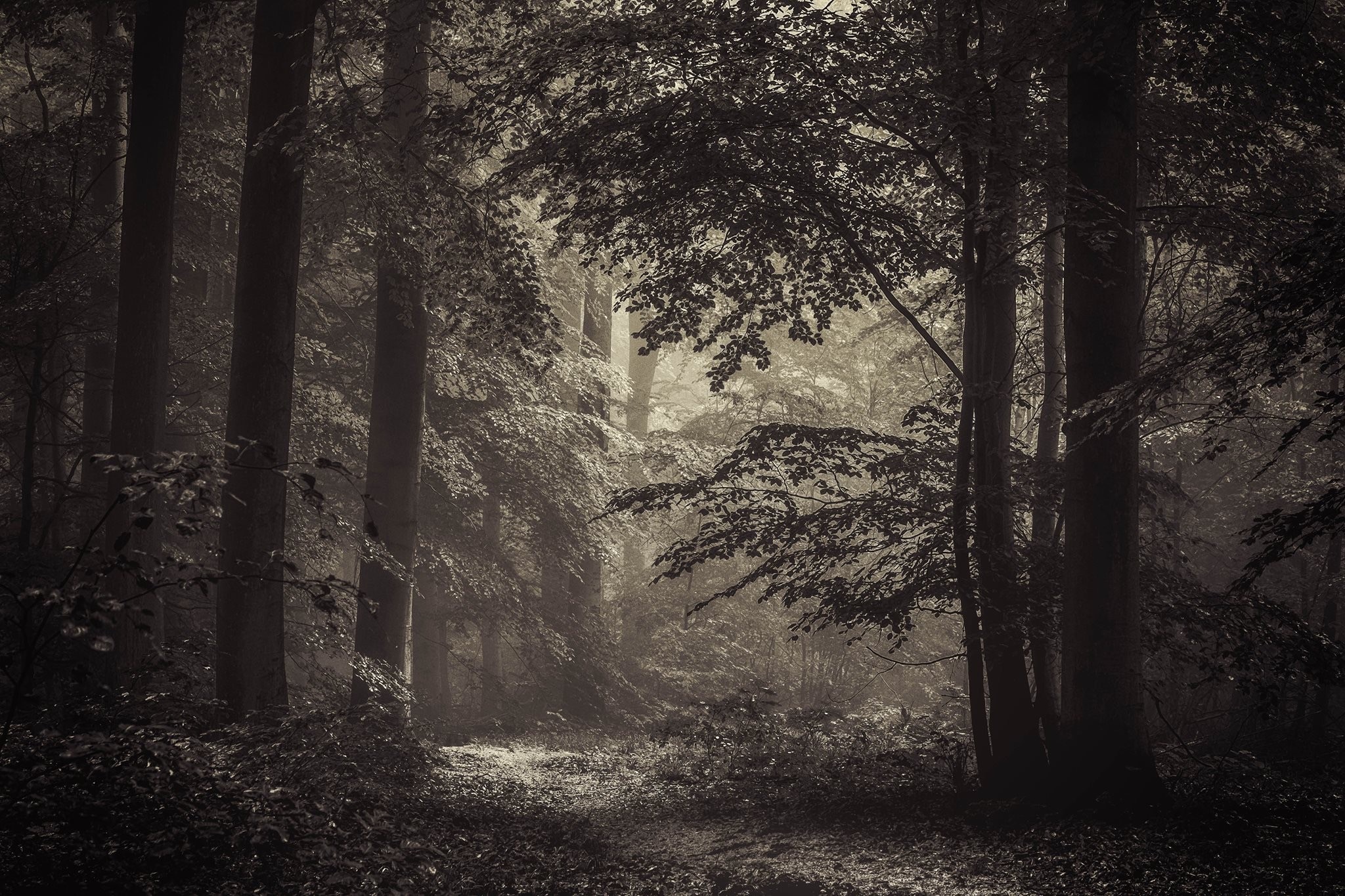 Misty forest path with sunlight filtering through trees HD Wallpaper
