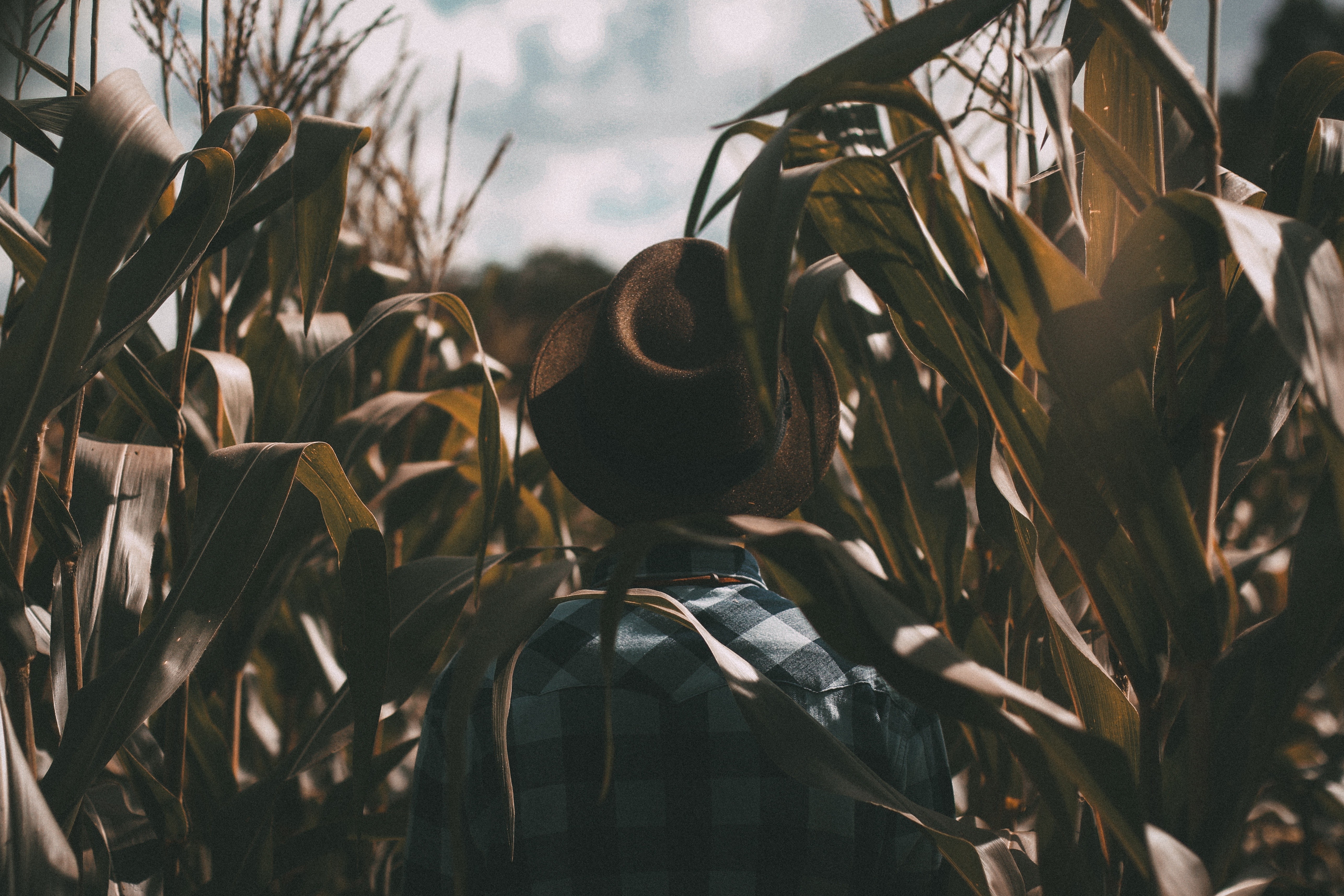 Person in hat and plaid shirt in cornfield HD Wallpaper
