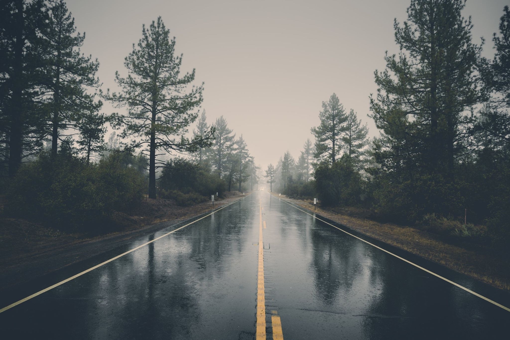 Wet road through a misty forest HD Wallpaper