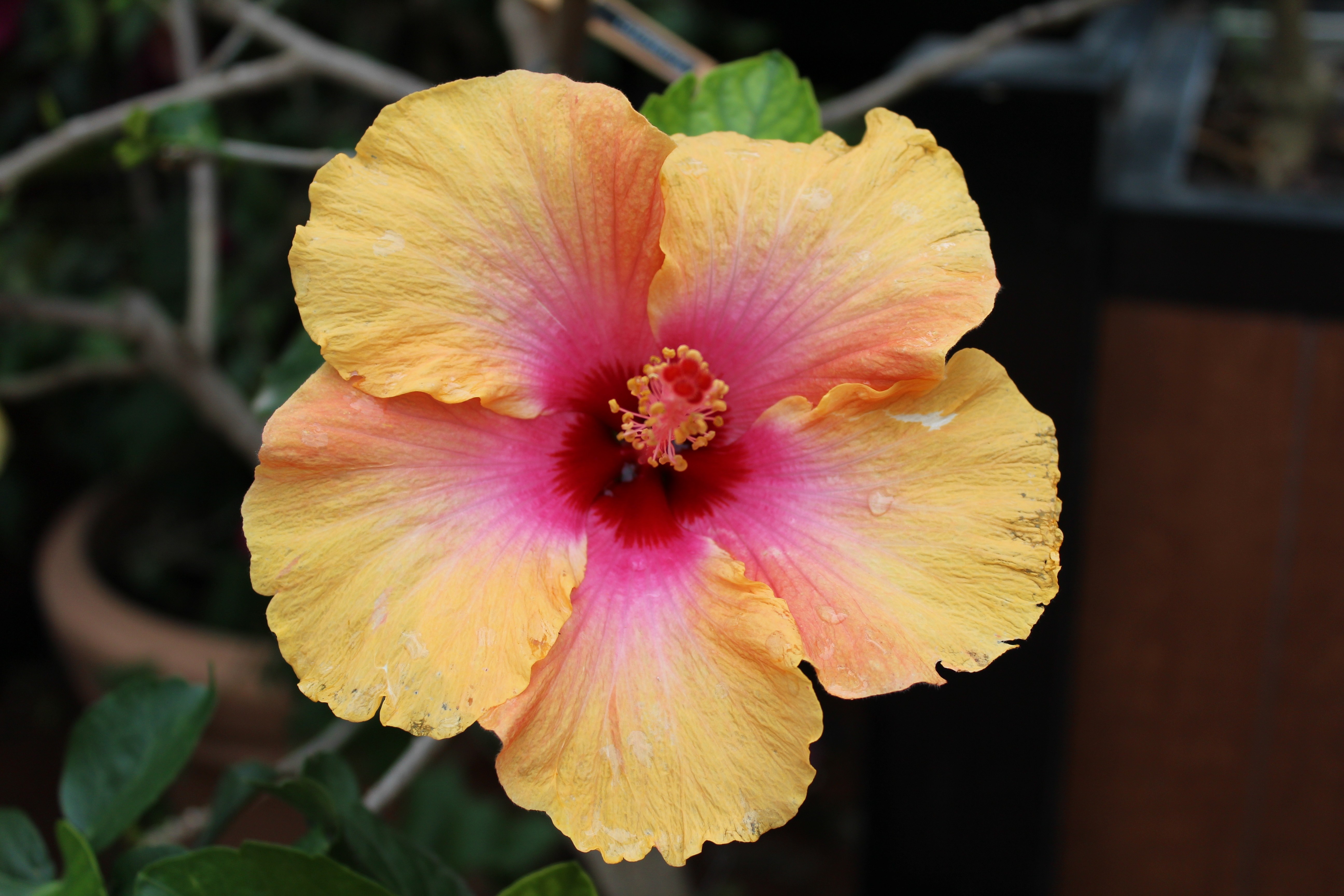 Close-up of a colorful hibiscus flower with yellow and pink petals HD Wallpaper