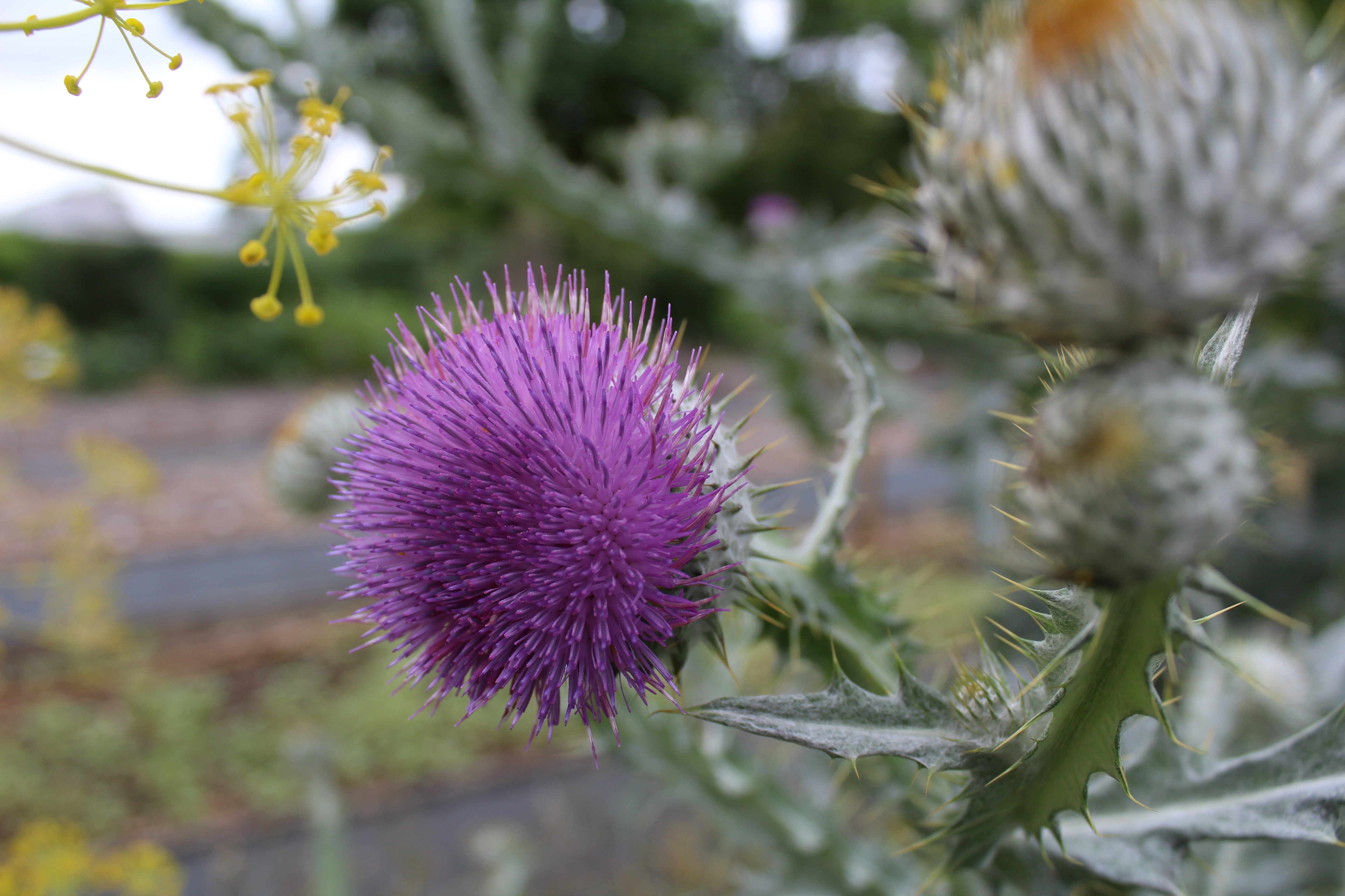 Purple thistle flower with spiky buds and yellow flowers HD Wallpaper