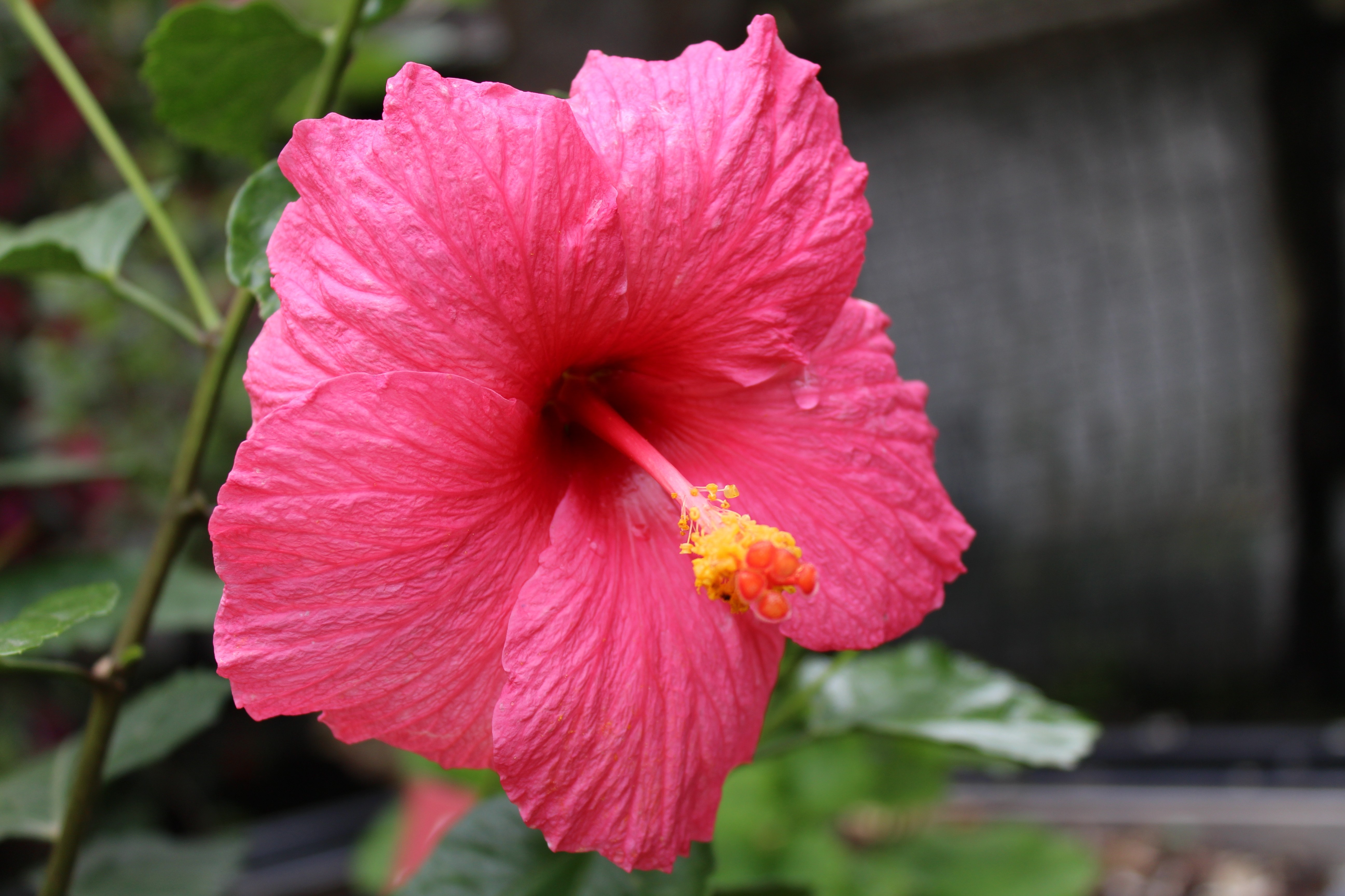 Close-up of a pink hibiscus flower with yellow stamen HD Wallpaper