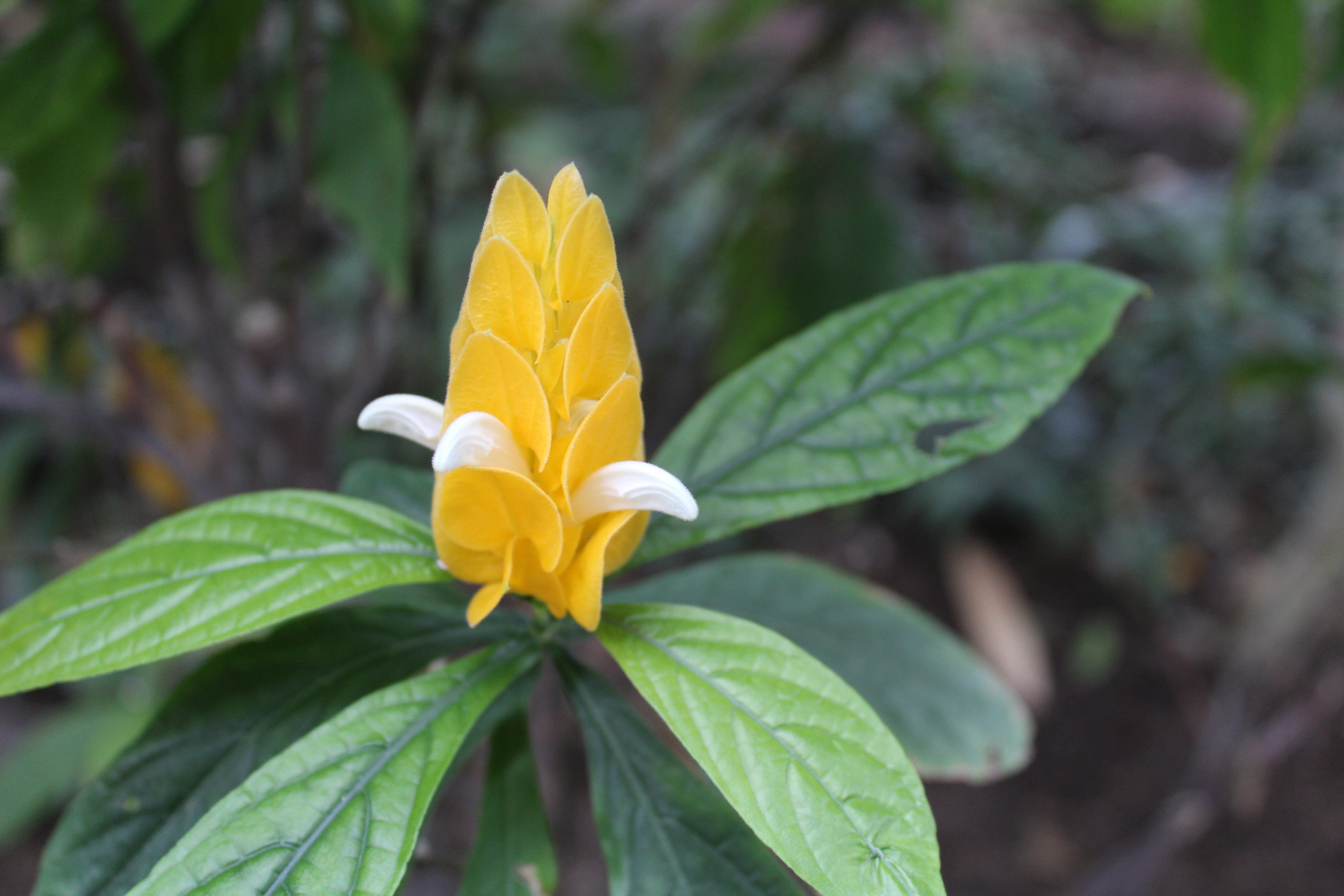 Yellow shrimp plant with green leaves HD Wallpaper