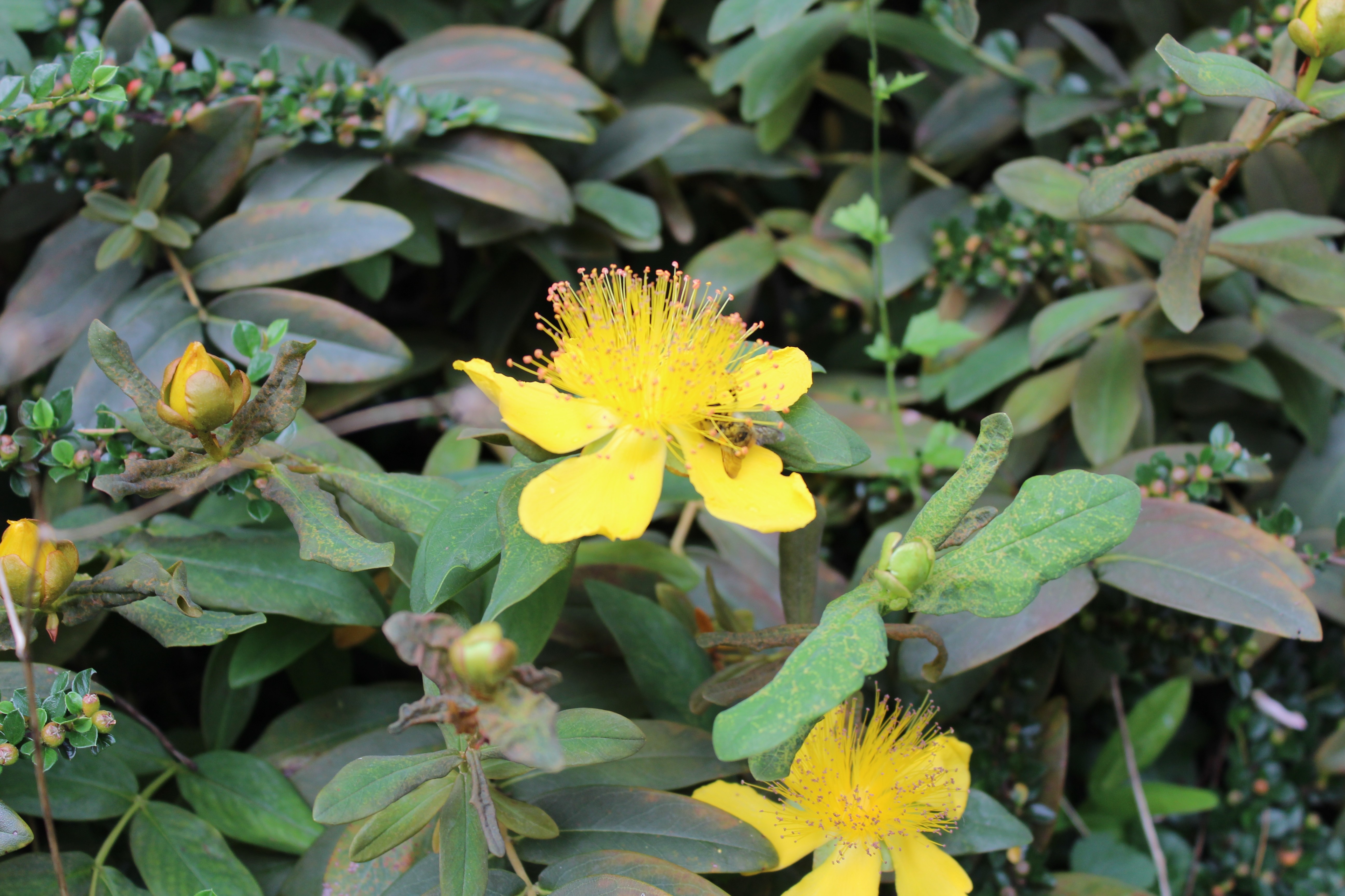 Yellow St. John's Wort flower with bee HD Wallpaper