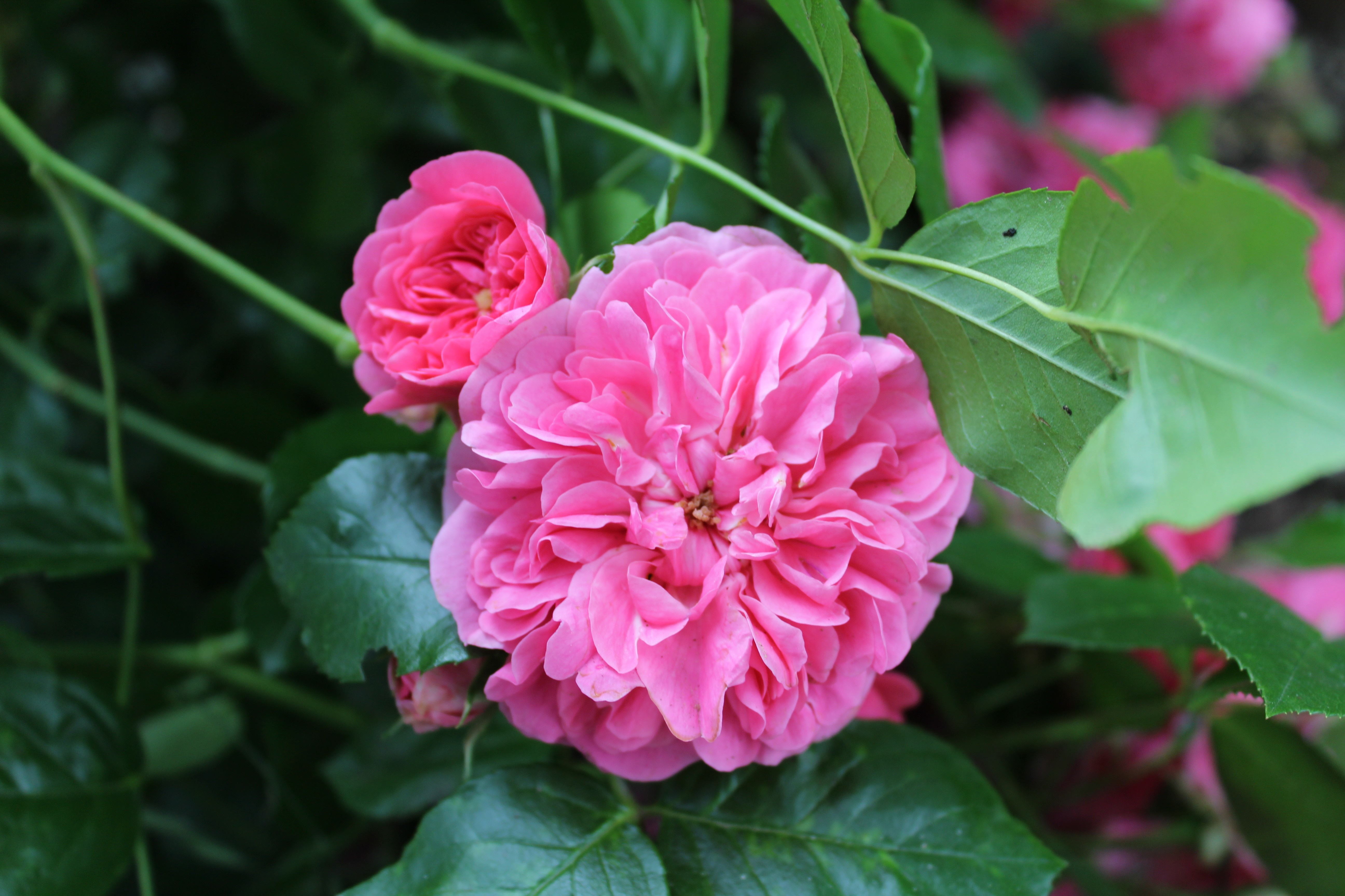 Pink double roses with green leaves HD Wallpaper