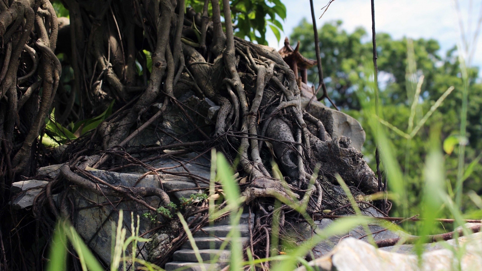 Ancient tree roots entwined with stone and a small pagoda HD Wallpaper