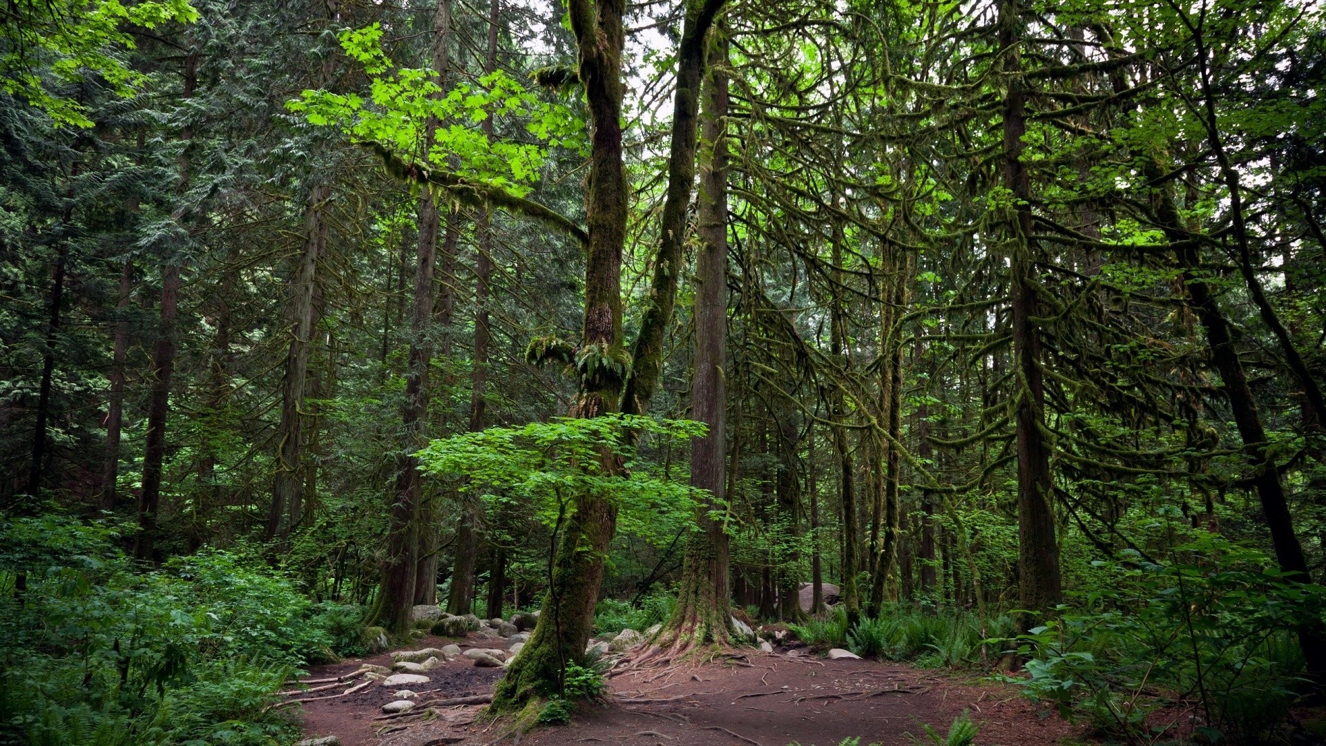 1920x1080 Widescreen Backgrounds Forest HD Wallpaper Rare Gallery