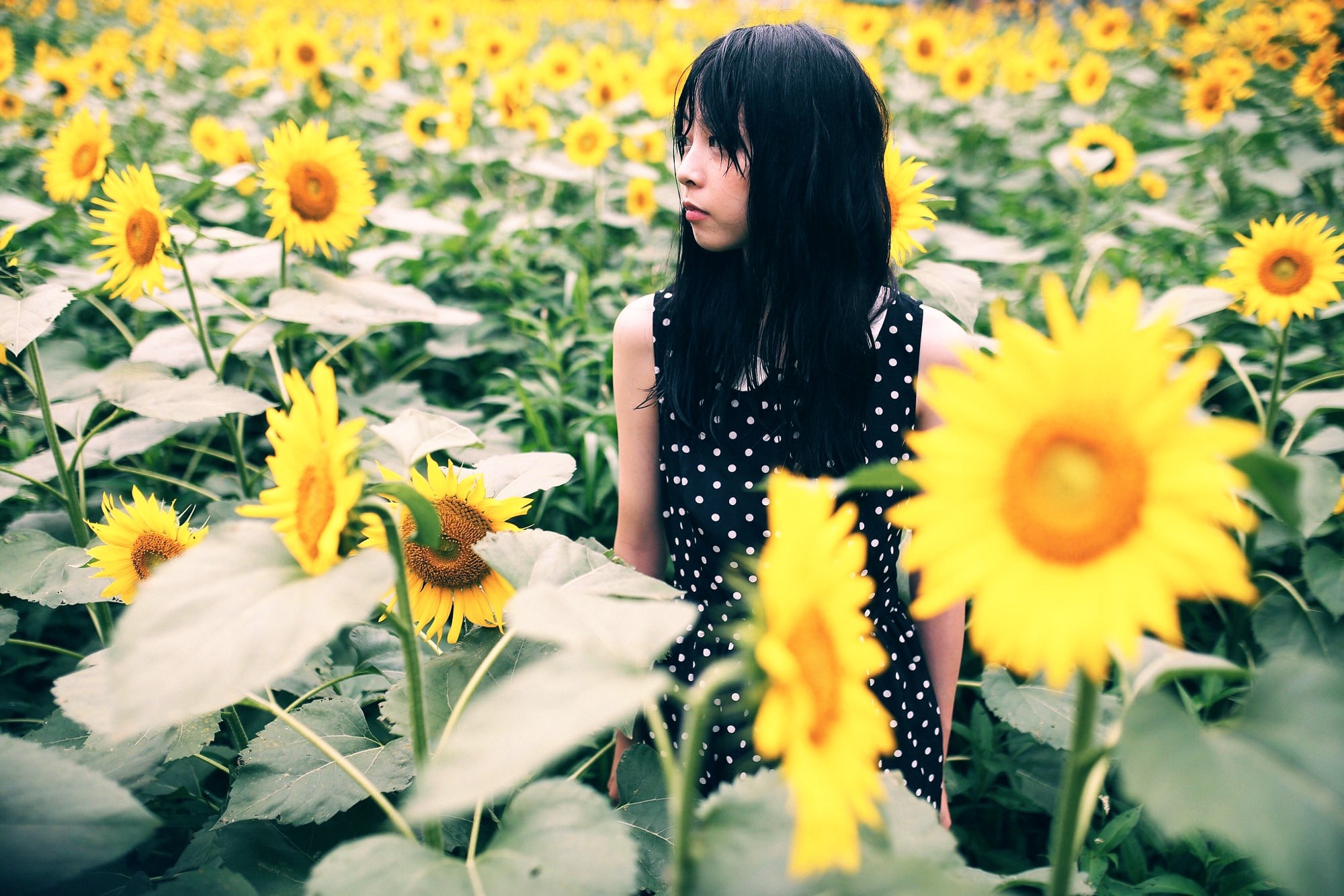 Young woman in a sunflower field HD Wallpaper