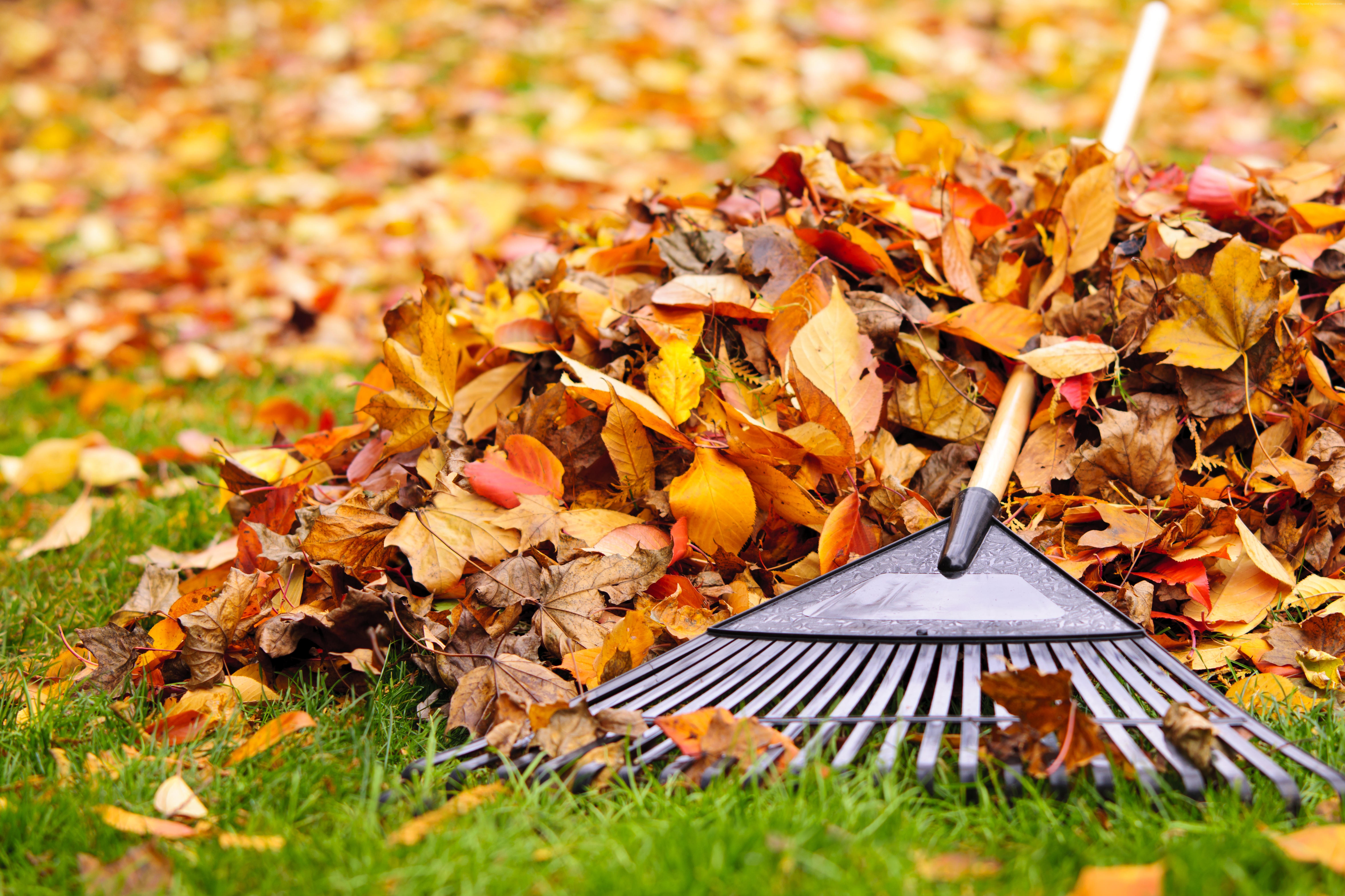 Pile of autumn leaves with rake HD Wallpaper