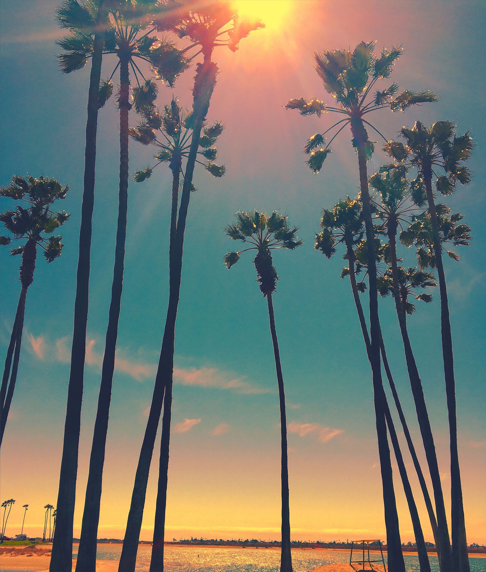 Palm trees against a sunset sky HD Wallpaper