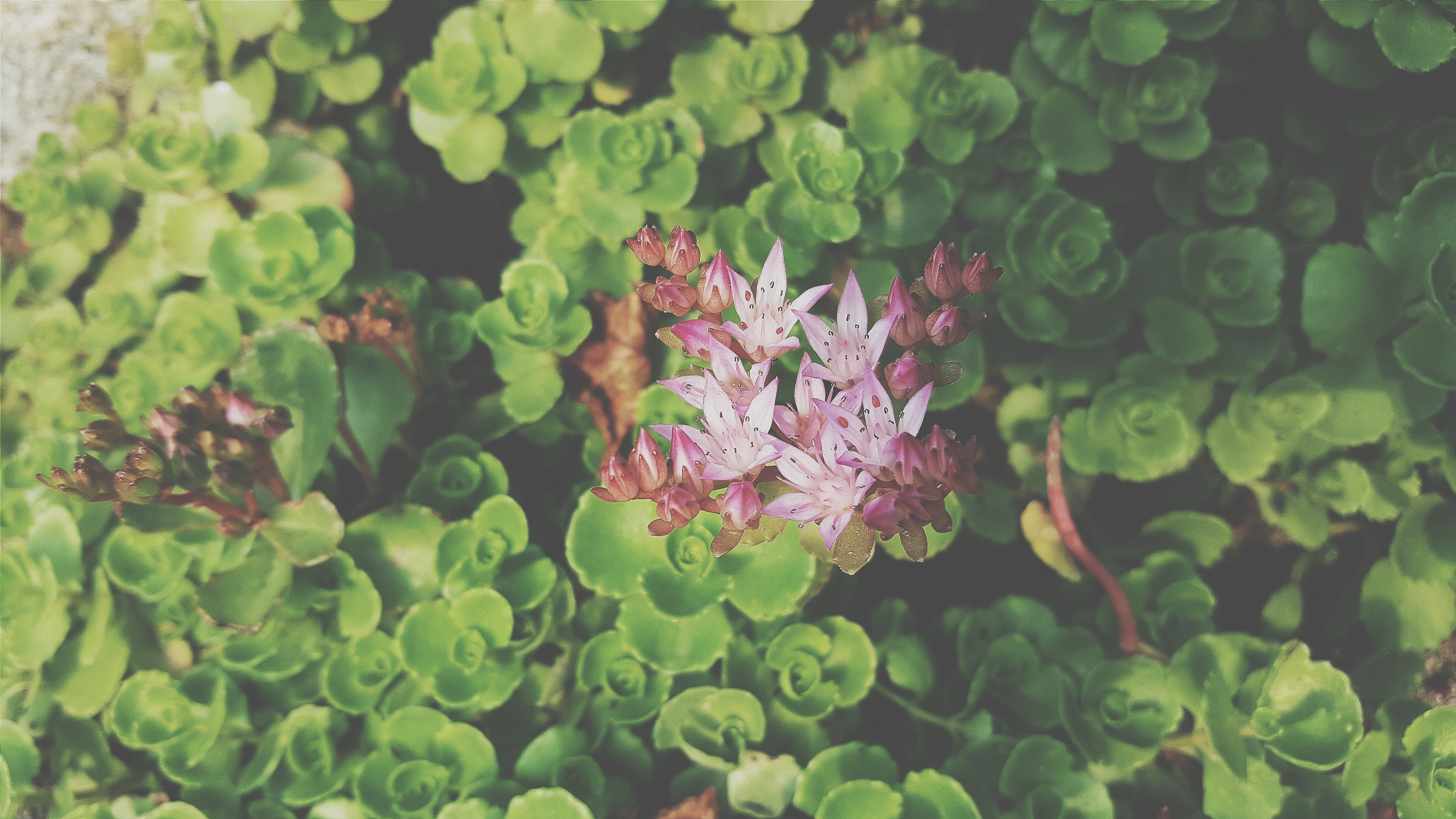 Pink and white sedum flowers with green leaves HD Wallpaper