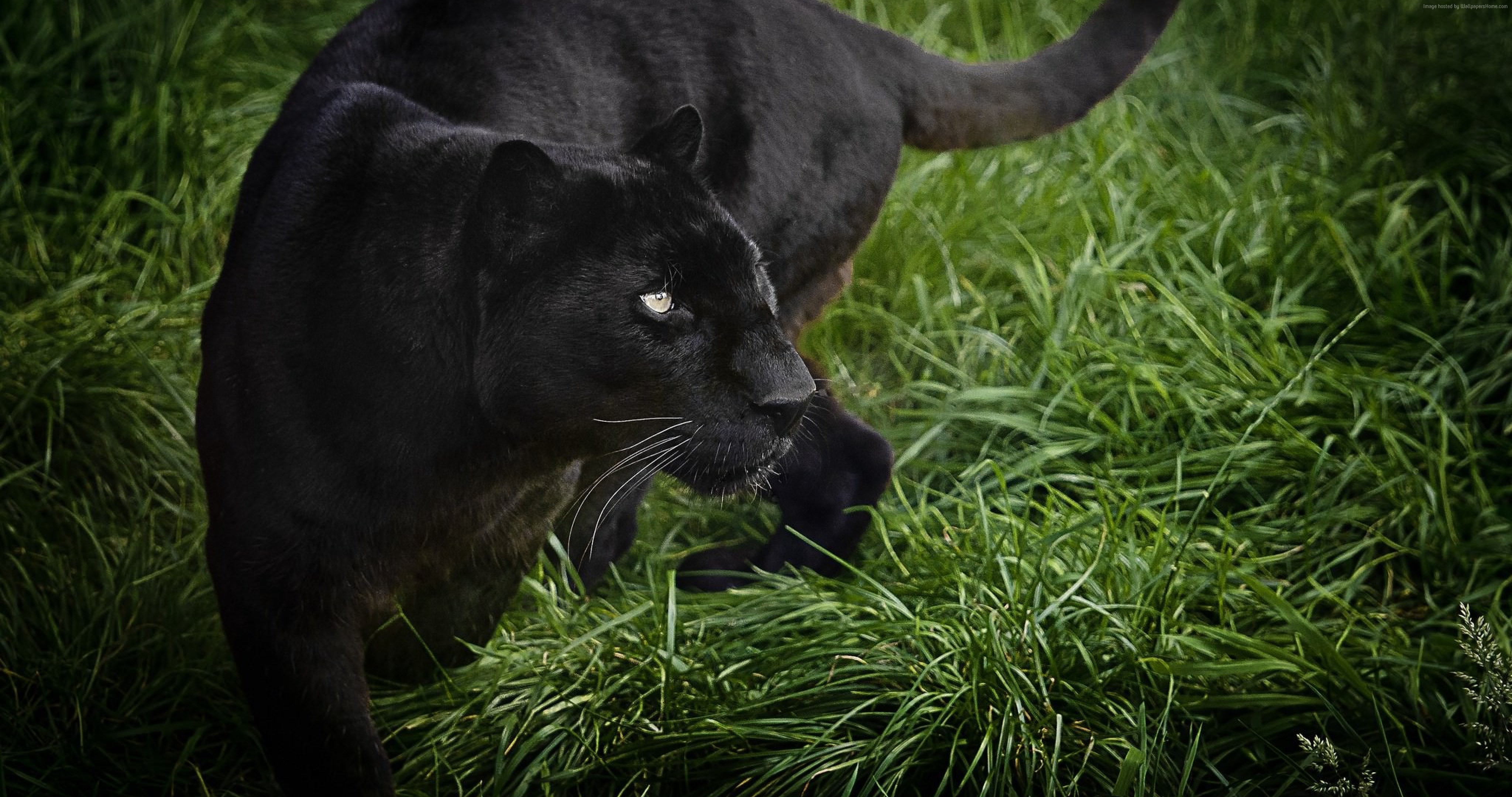 Black panther in green grass HD Wallpaper