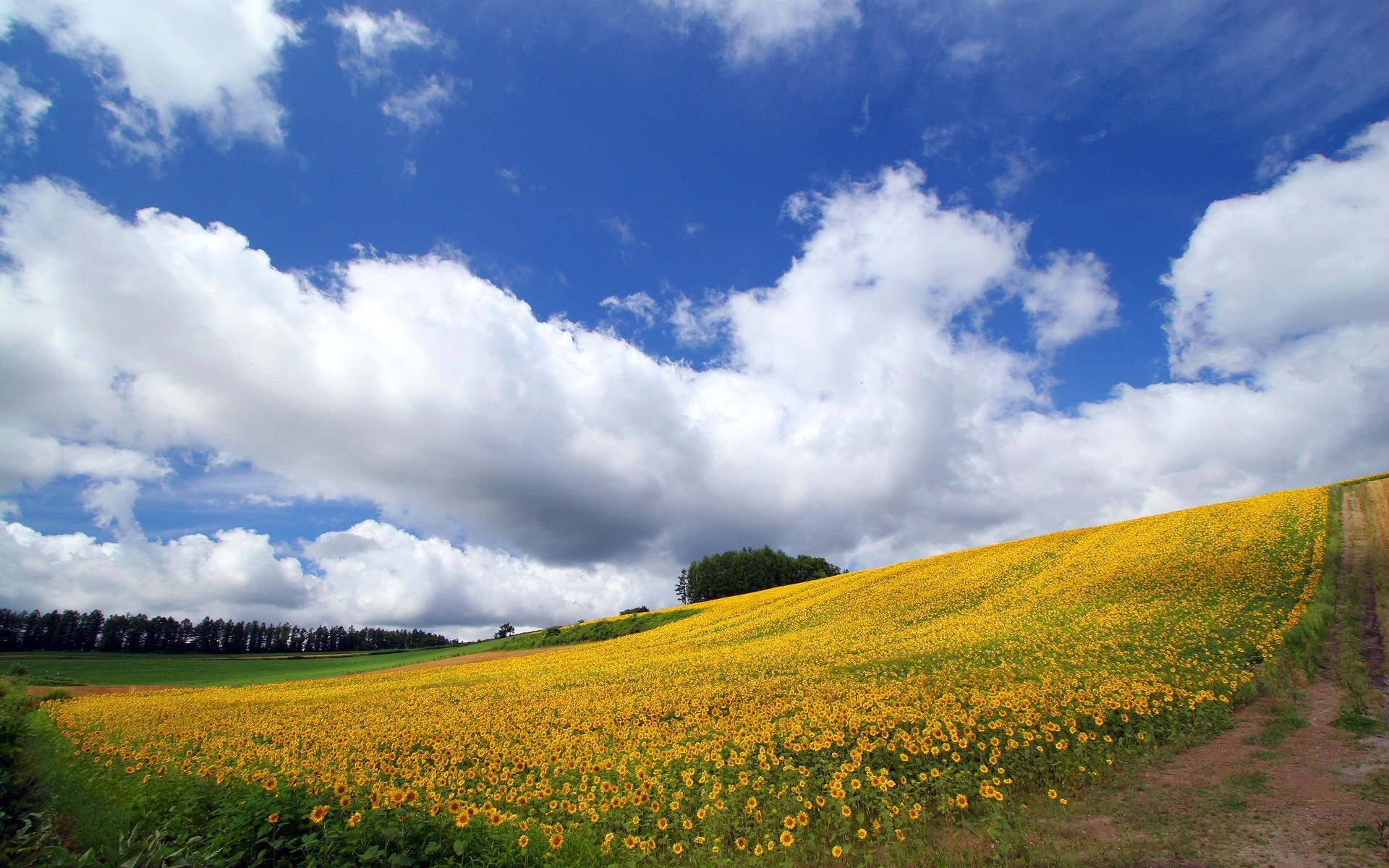 Sunflower field under a cloudy blue sky HD Wallpaper