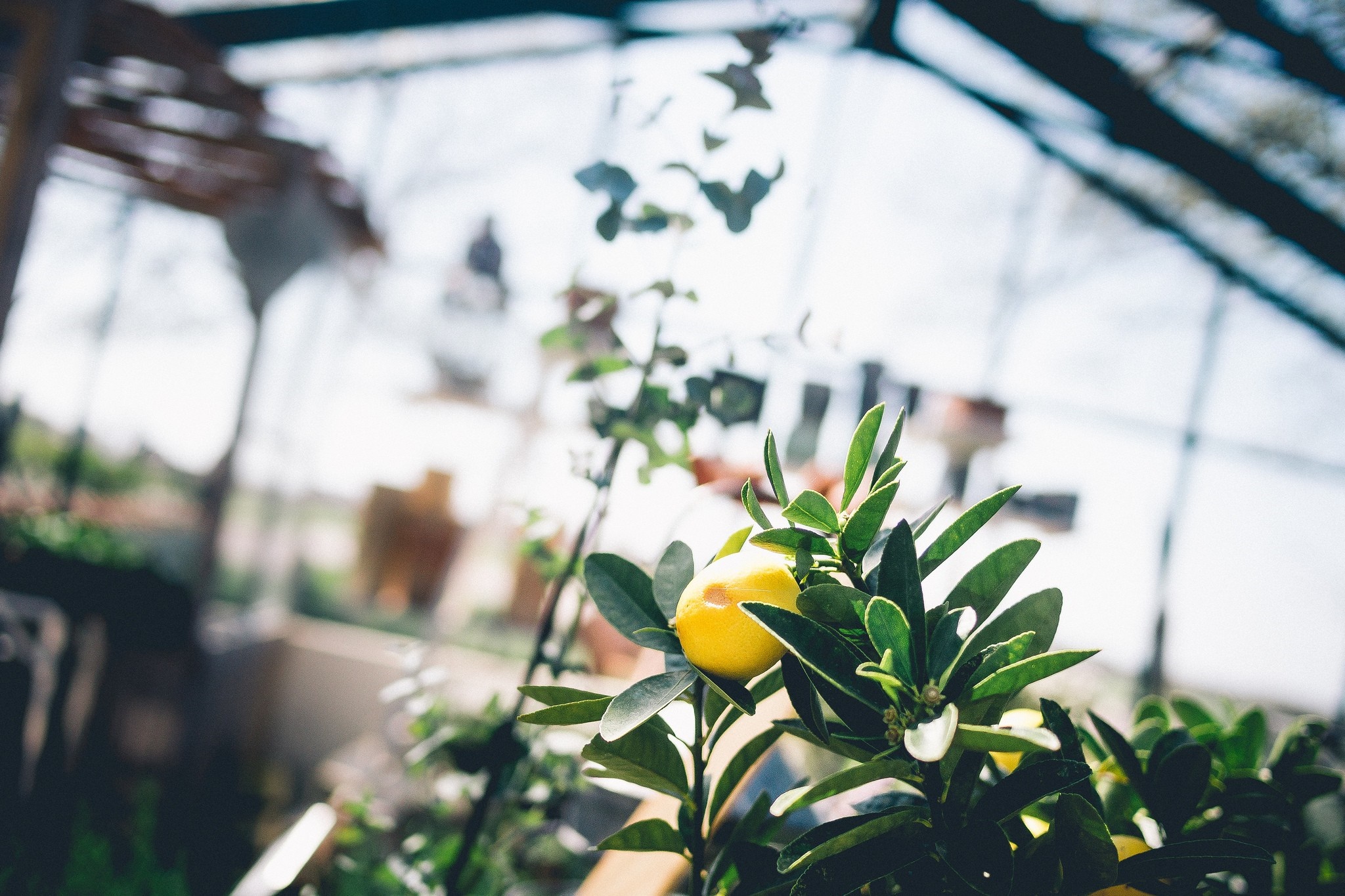 Lemon on a branch in a greenhouse HD Wallpaper