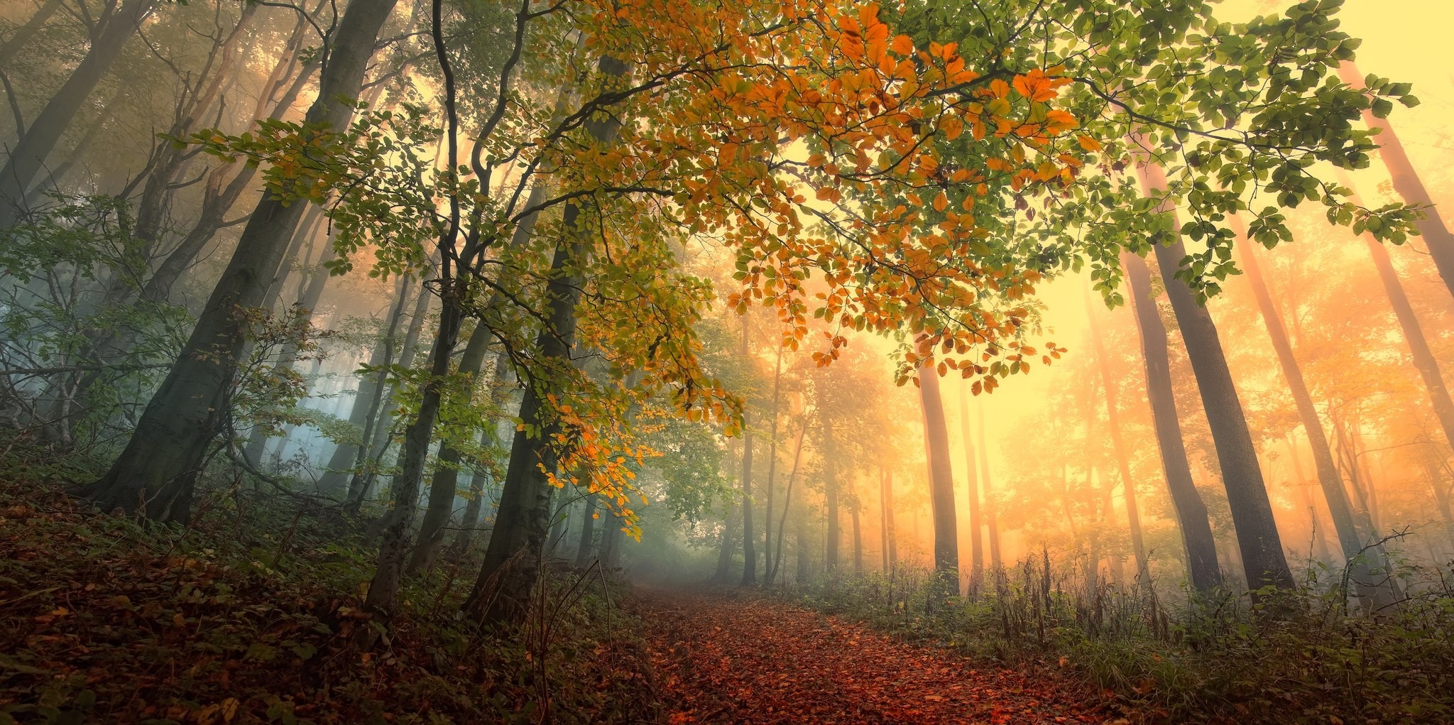 Misty autumn forest path with sunlight filtering through trees HD Wallpaper