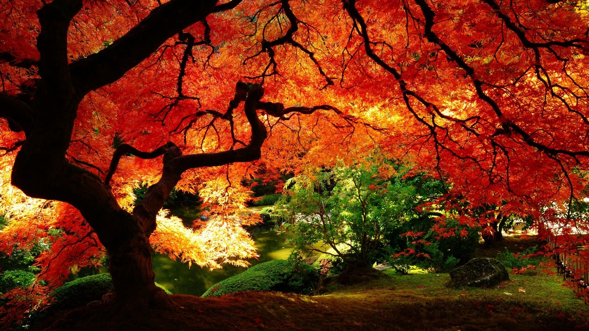 Autumn maple tree with red and orange leaves HD Wallpaper