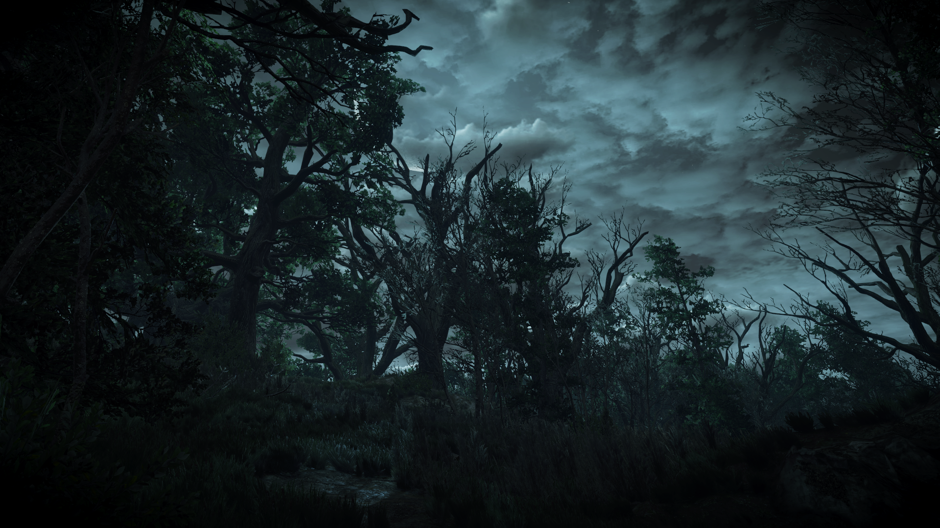 The Witcher 3: Wild Hunt screenshot of a dark forest at night HD Wallpaper
